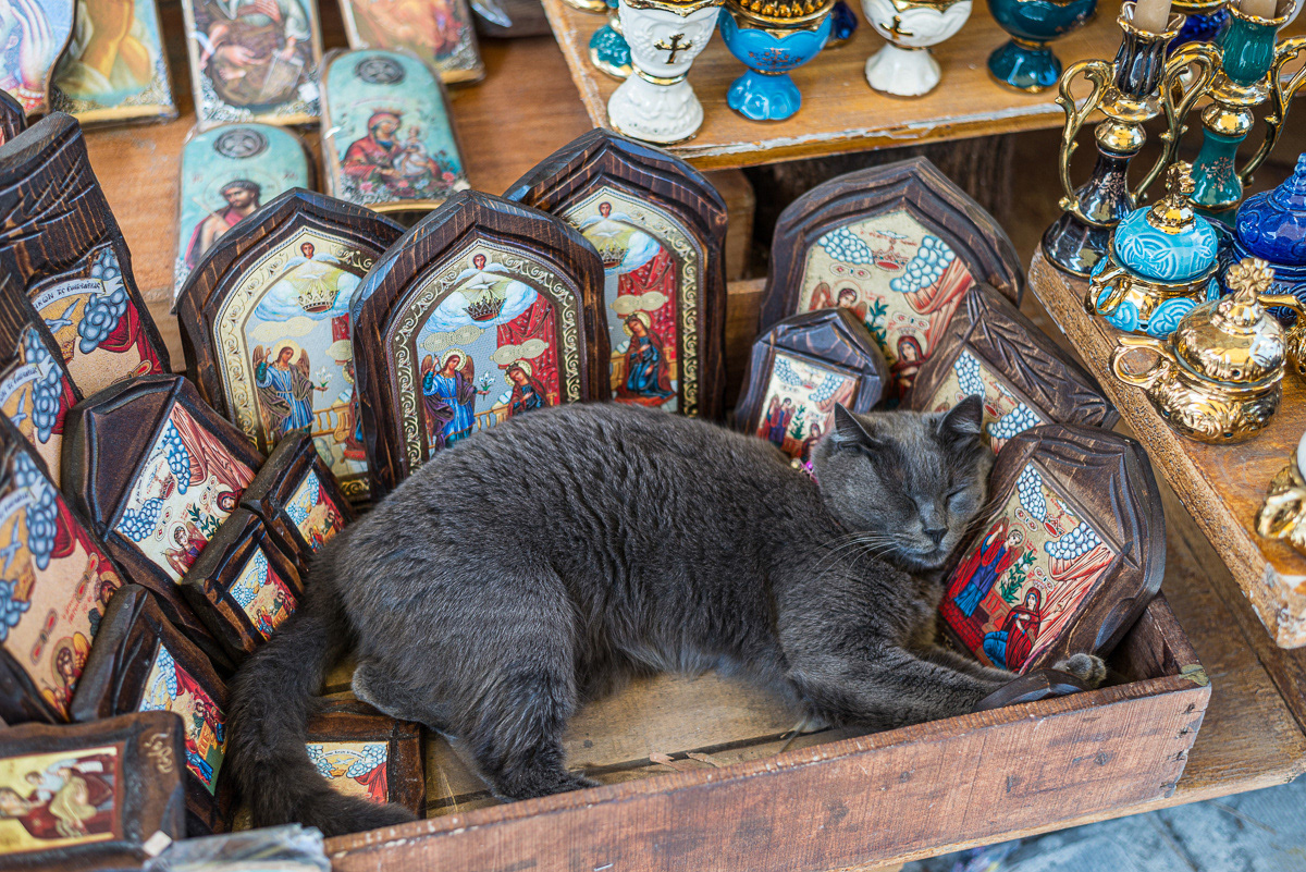 A Tinos cat makes itself comfortable in one of the many religious icon shop in the avenue leading up to the famous Church of the Virgin Mary