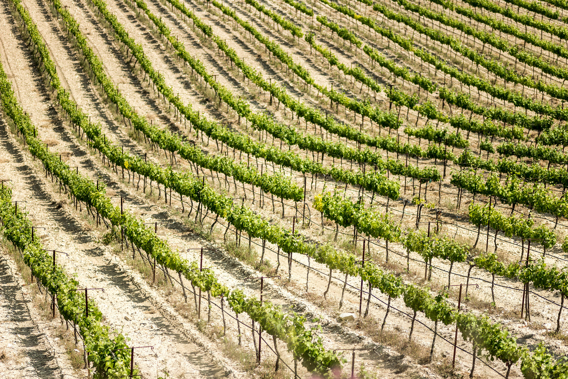 Vinyards Zacharioudakis Winery, Crete