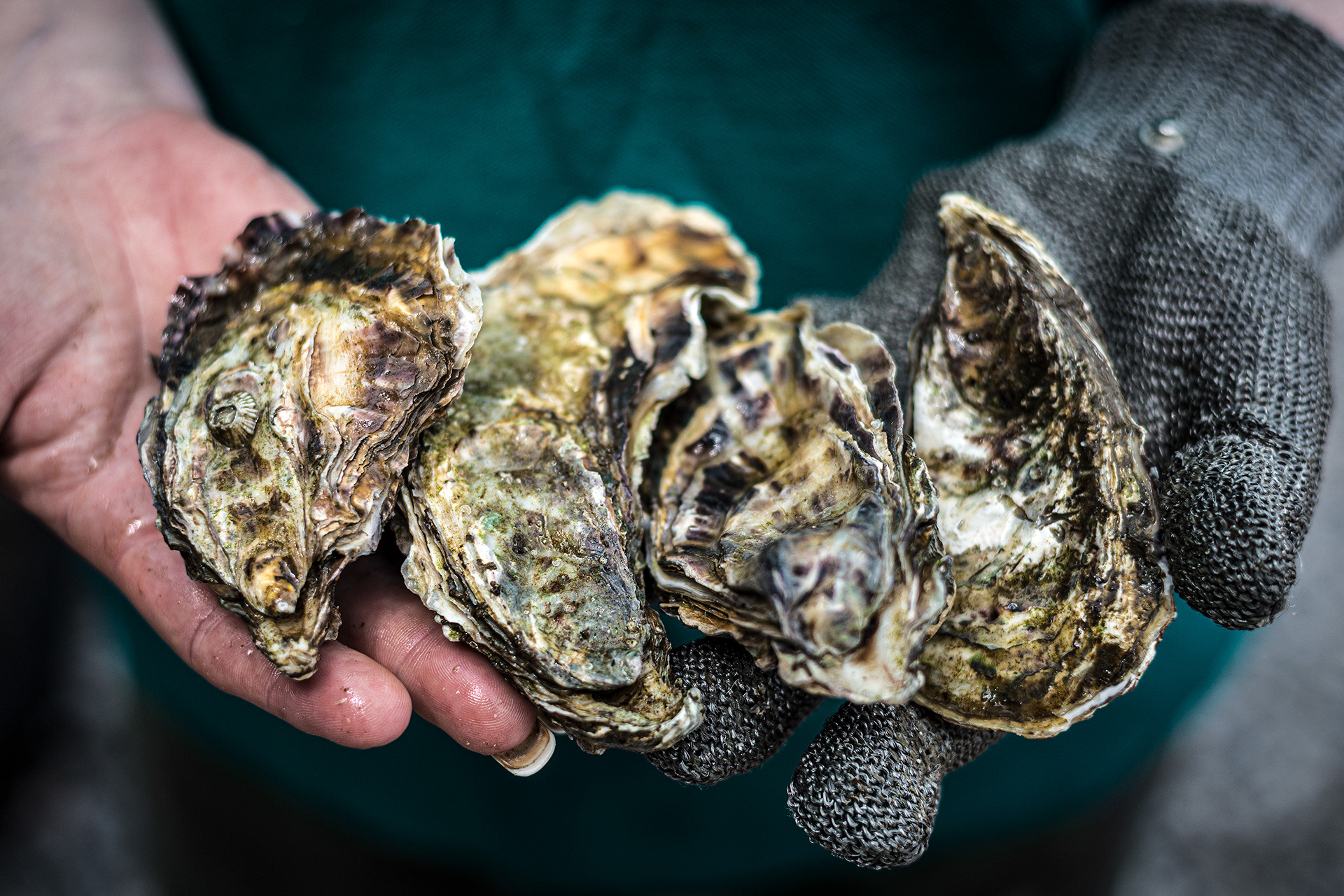 Porlock Bay Oysters