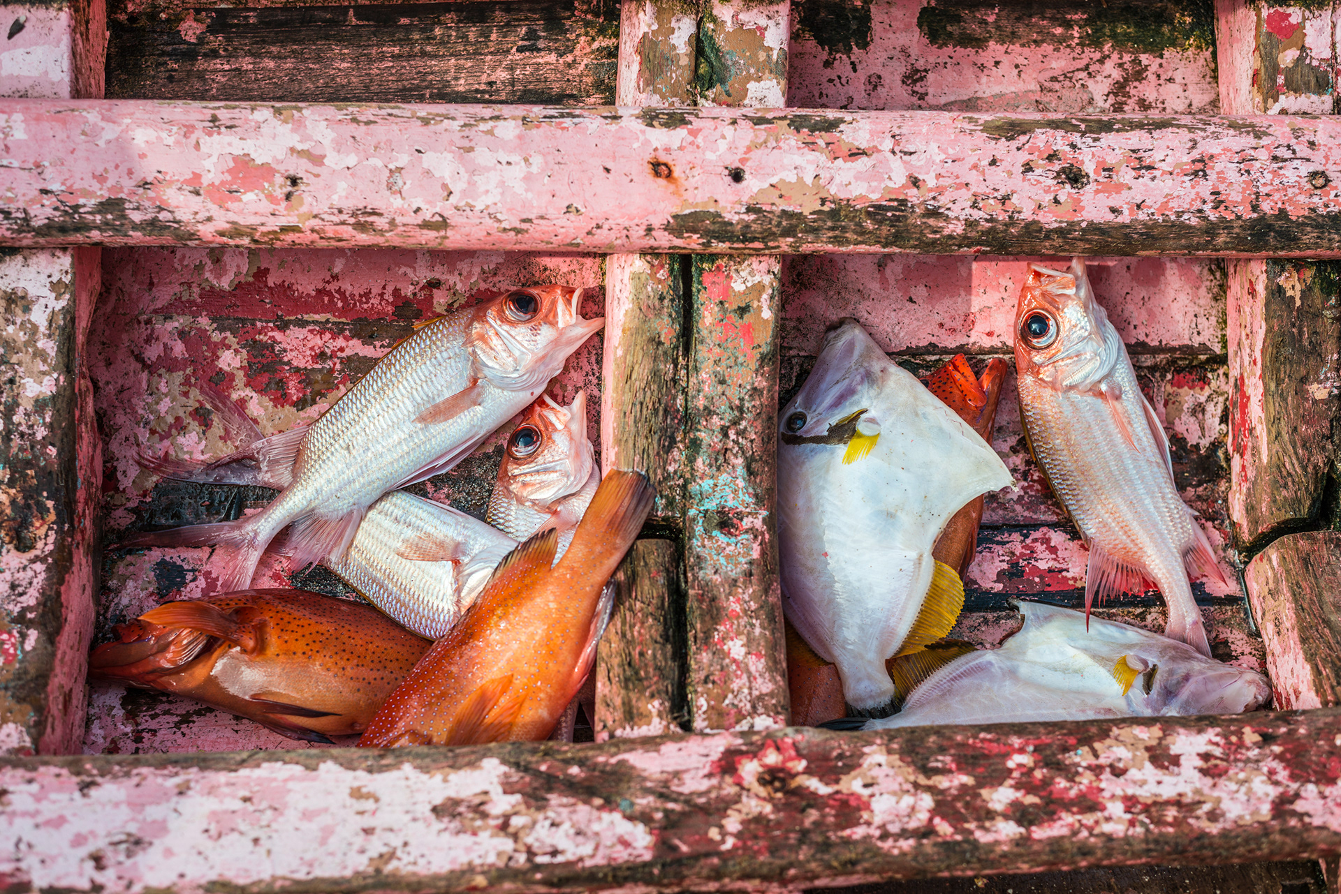 Shelton Peter, a Rasta Fisherman we find at Marisul Beach, Rodney Bay, lands a small but colourful catch of Butterfish, Red Fish and Mother-in-law fish