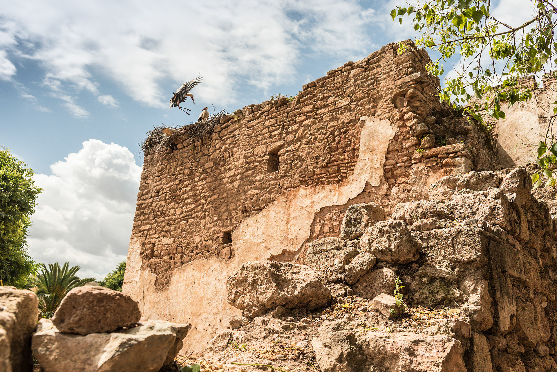 Storks nest in La Challah, a medieval fortified Muslim necropolis and one of three UNESCO Sites in Rabat, Morocco