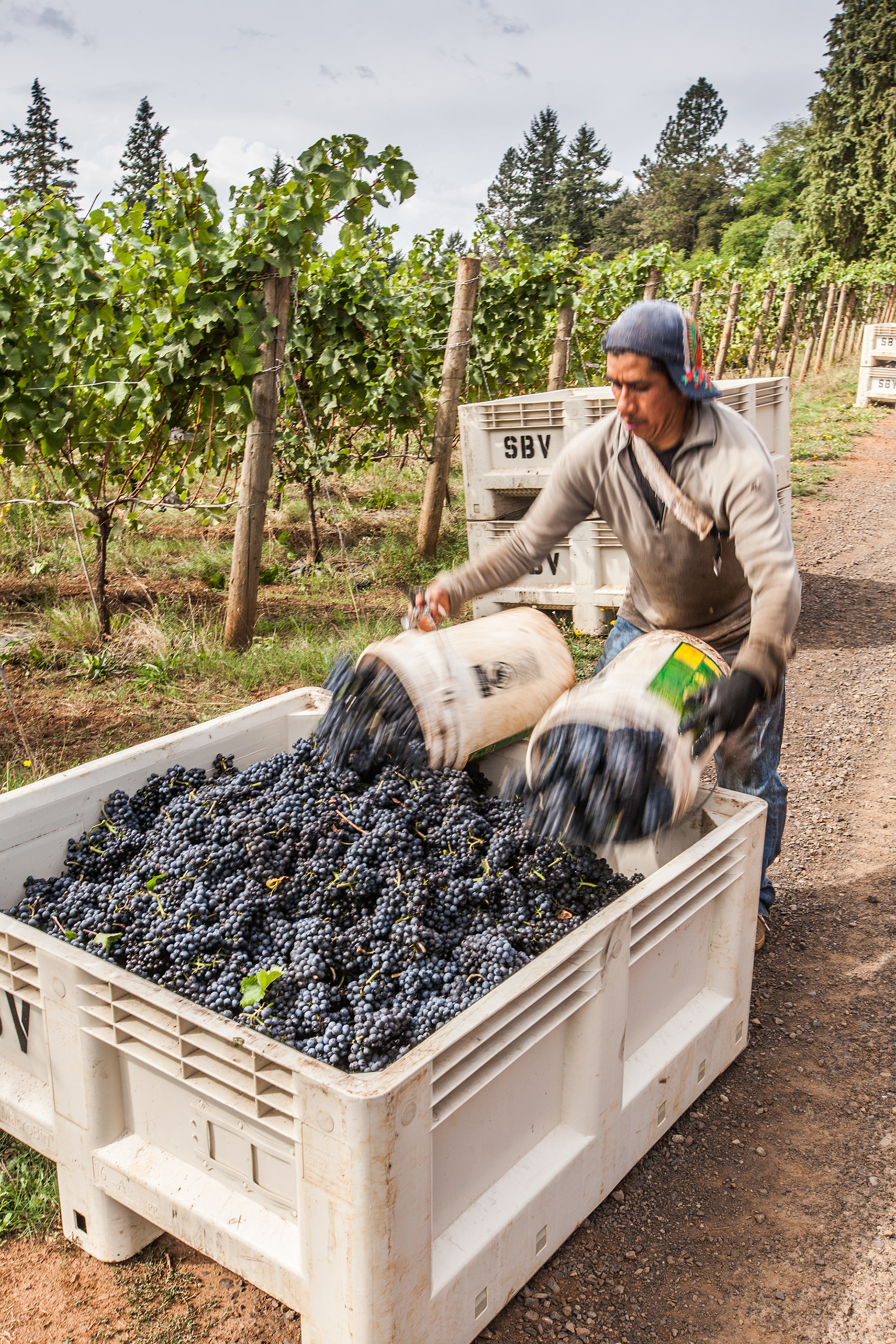 Wine Harvest, Sokol Blosser Winery, Newberg