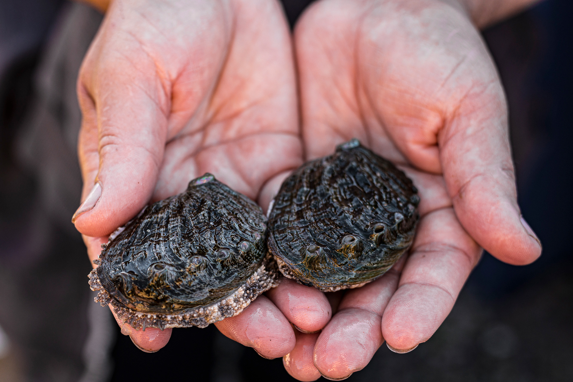 Live Abalone - Mungo Murphy Seaweed & Abalone Farm - Connemara