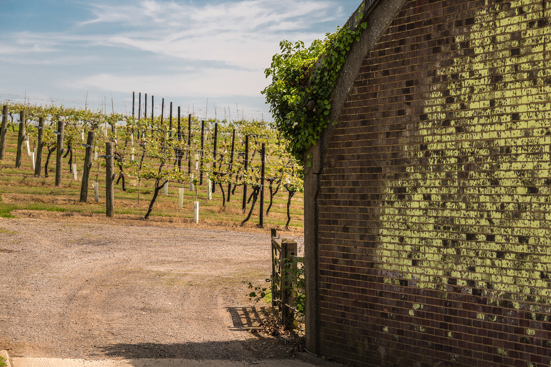 Bibbenden Vineyard, one of the largest vineyards in England
