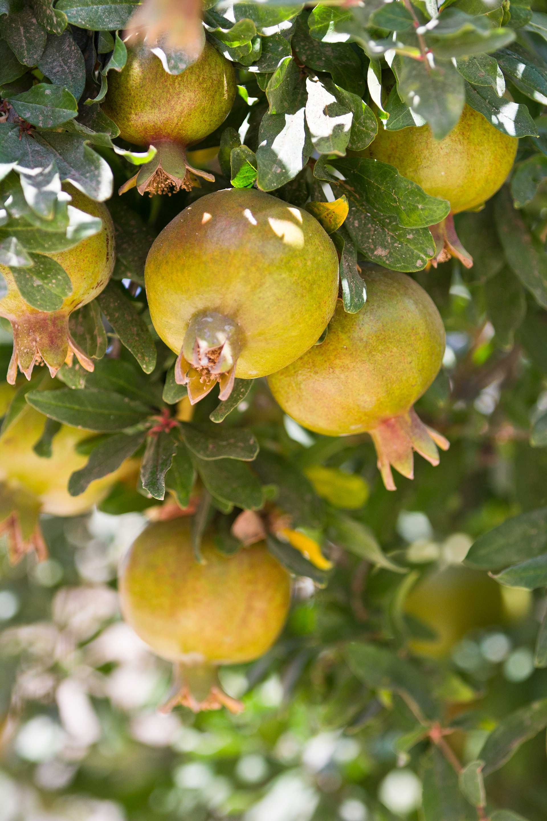Pomegranates, Gadara (Umm Qais), Jordan