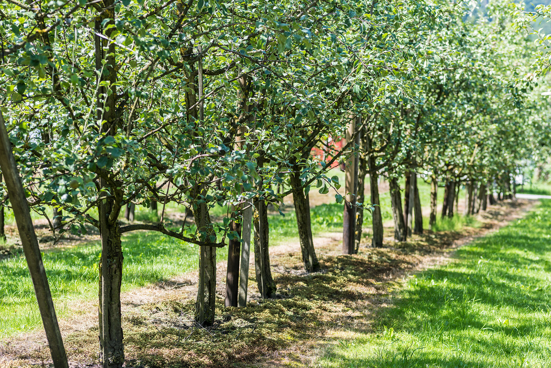 Pear Tree Orchard - Schobel Hochstgenuss - Bregenz