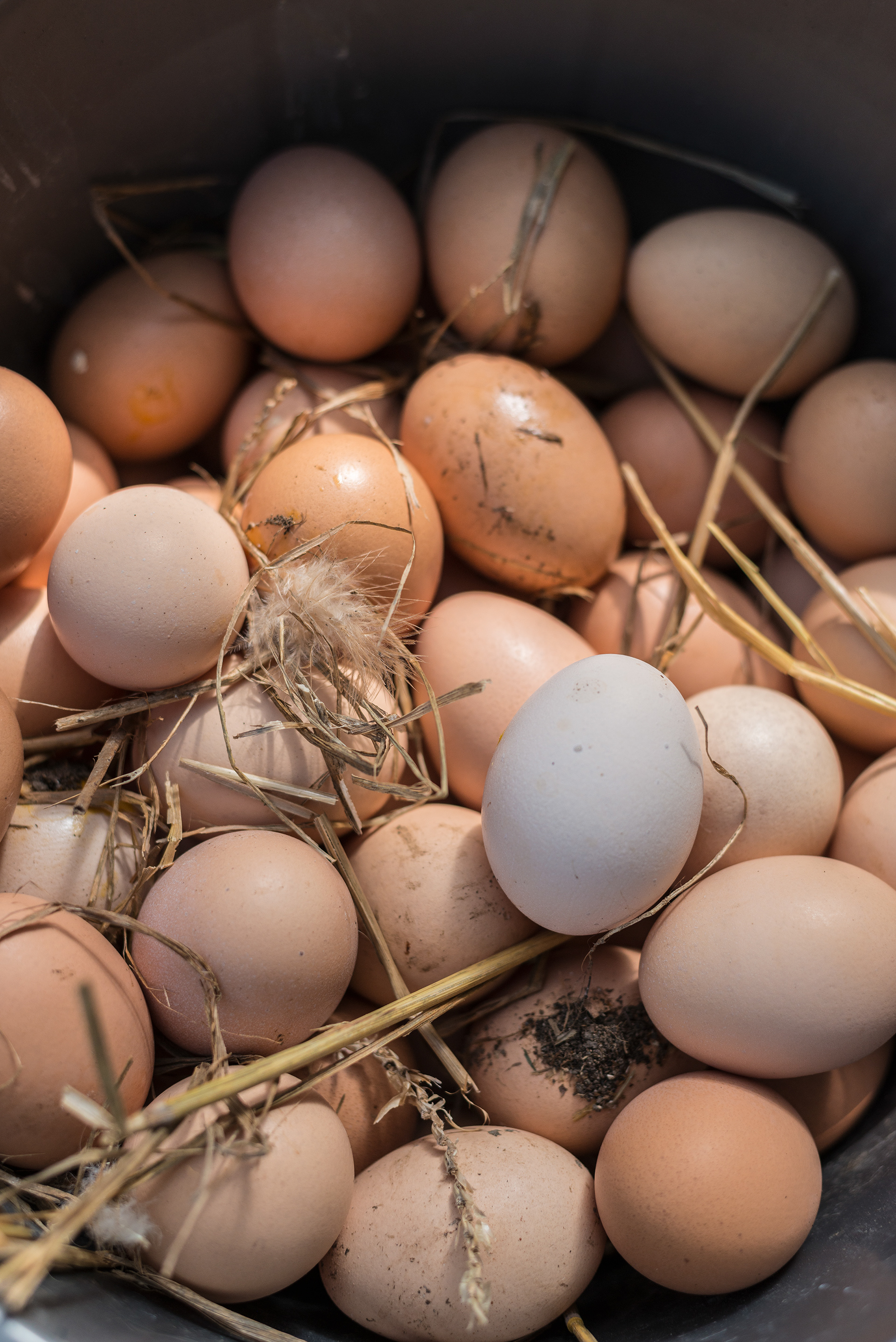 Farm Shop - Free Range Eggs