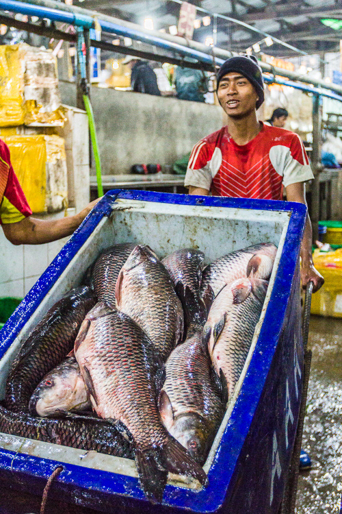 Tilapia anyone?