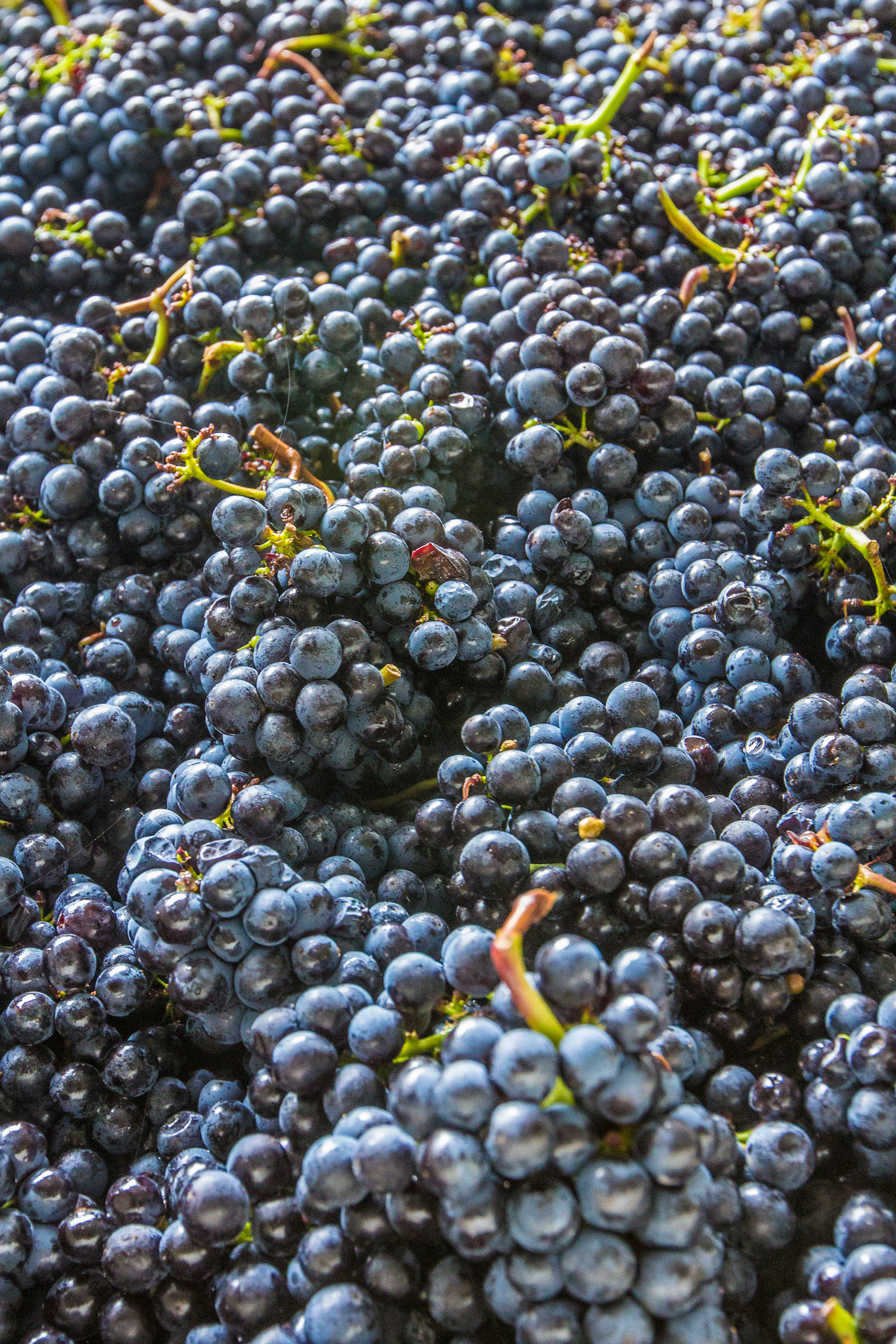 Wine Collective, Division Street, SW Division, Portland - Watch this central wine co-operative making wine while you dine!