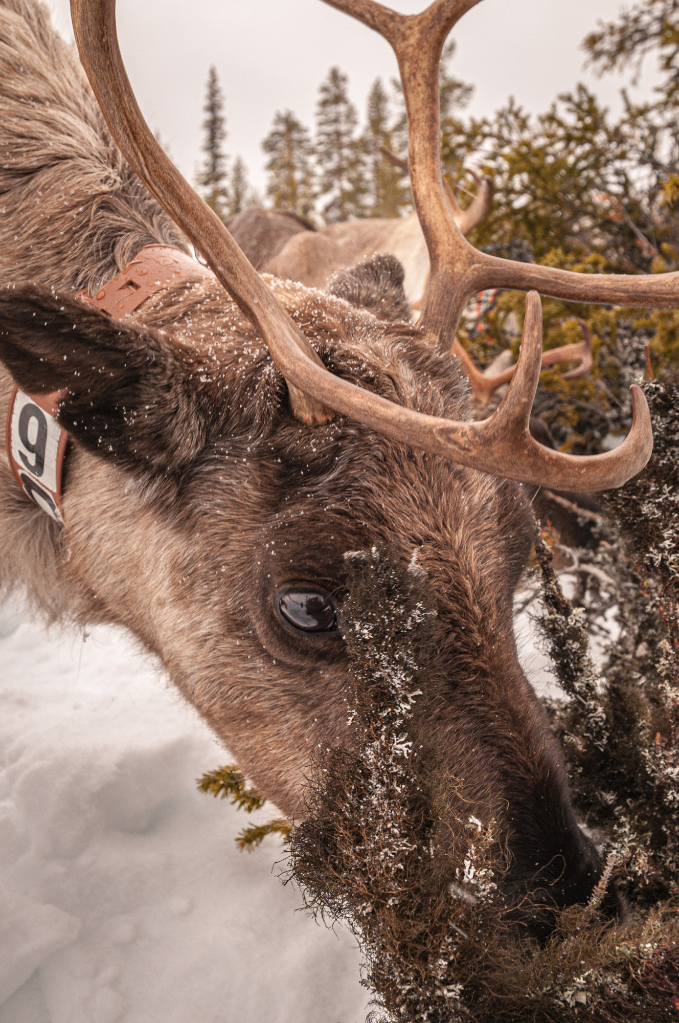 We stop for a rest and feed the reindeer moss, from felled trees, it's so good they even tolerate a close-up