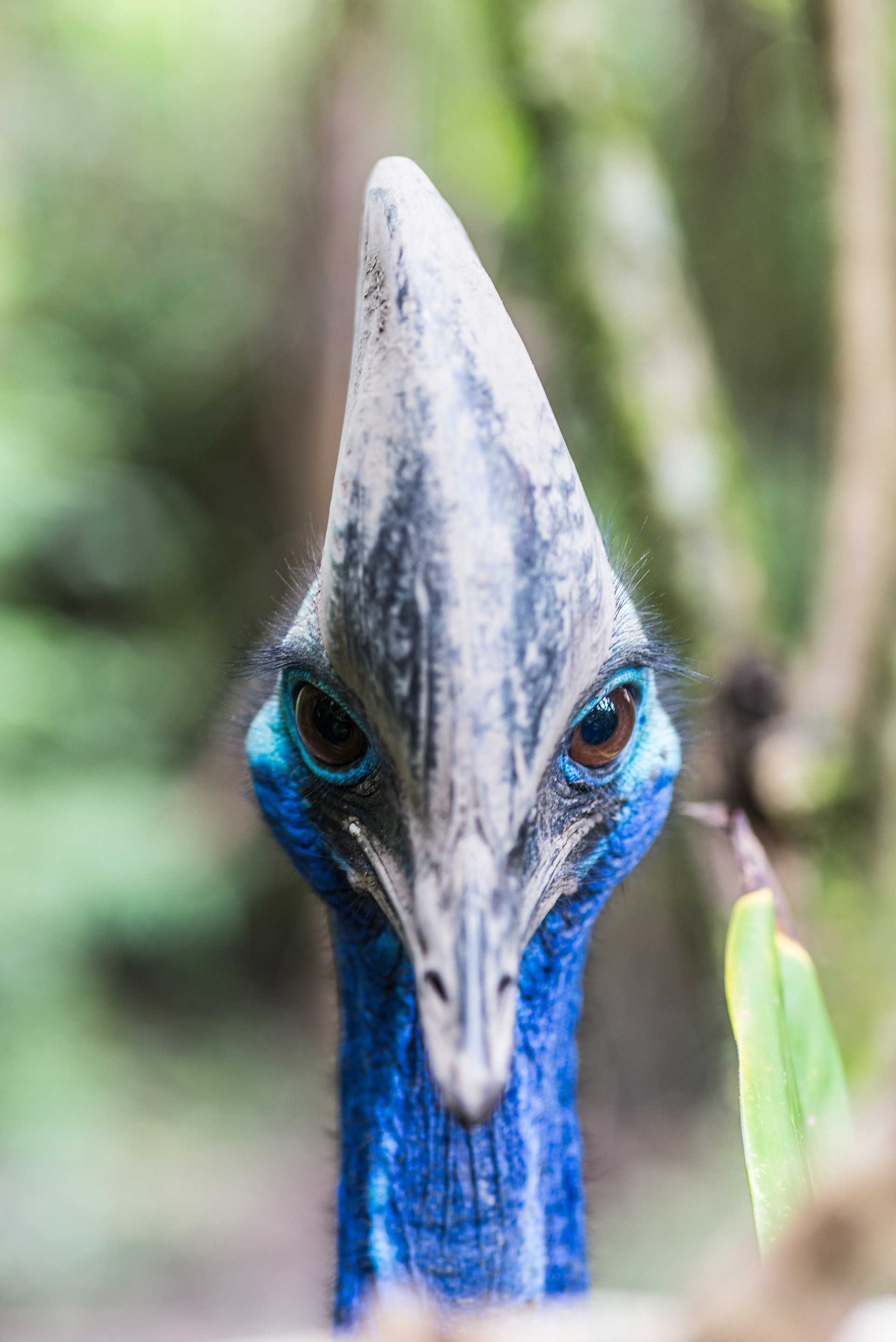 Cassowary Bird