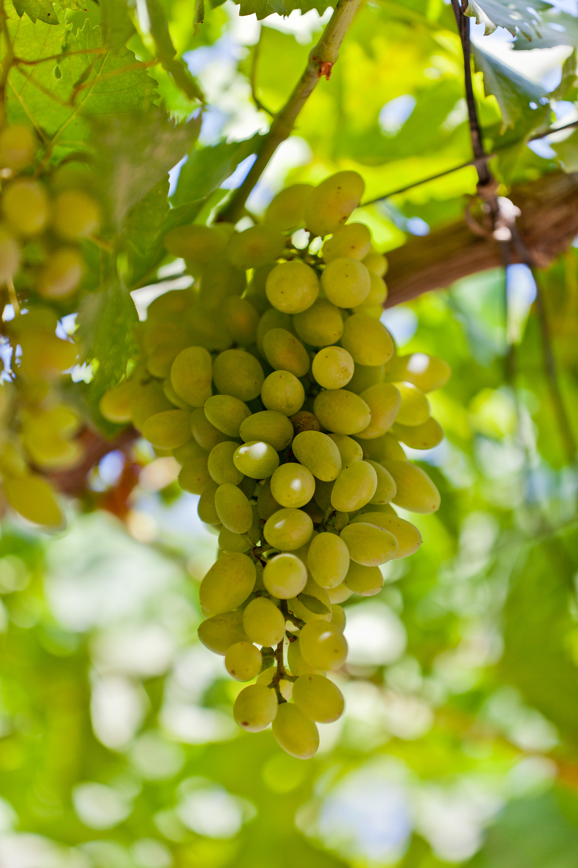 Grapes, Ajlun Northern Community