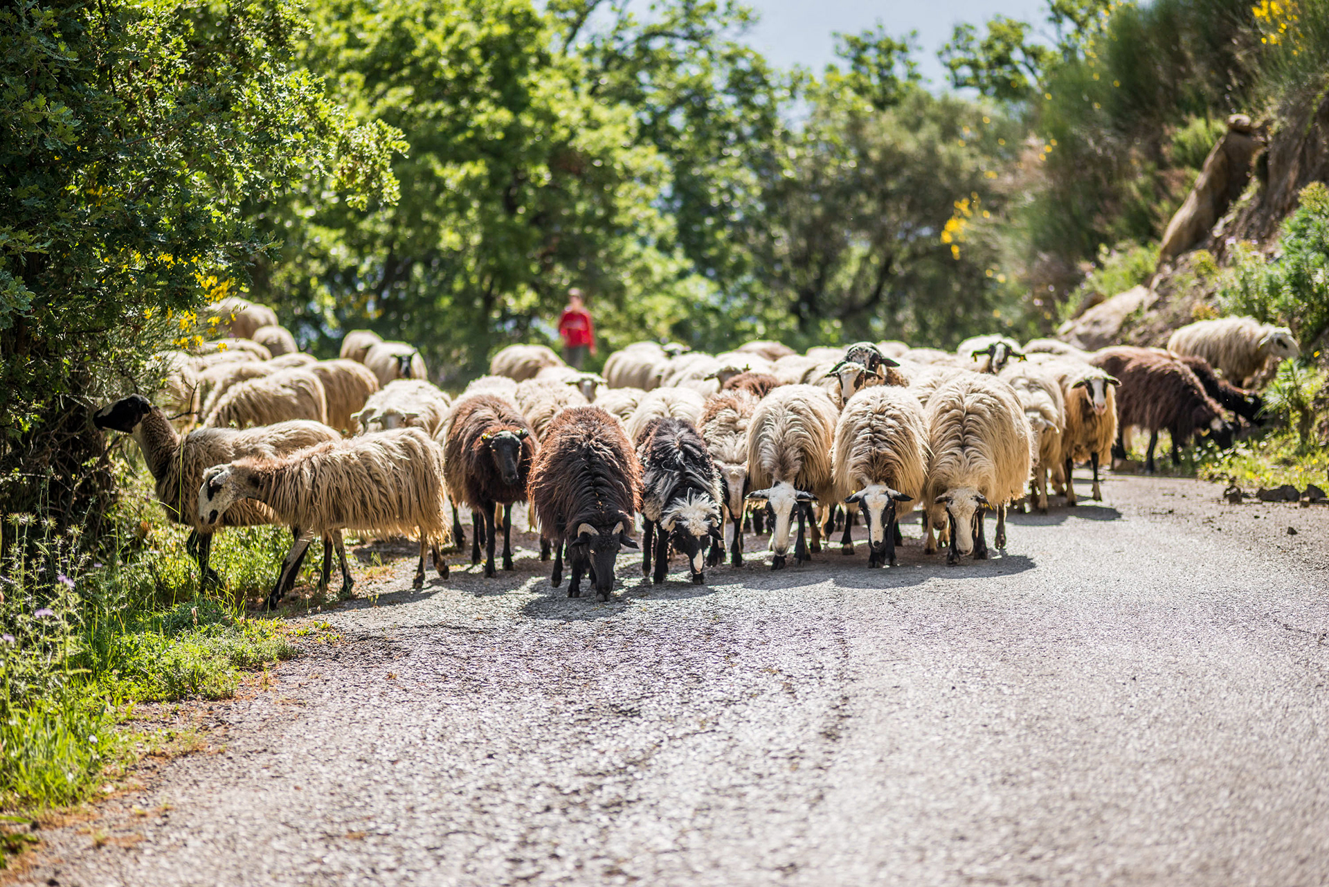 Sheep On The Road Near Thronos Village, Amari Valley, -Crete