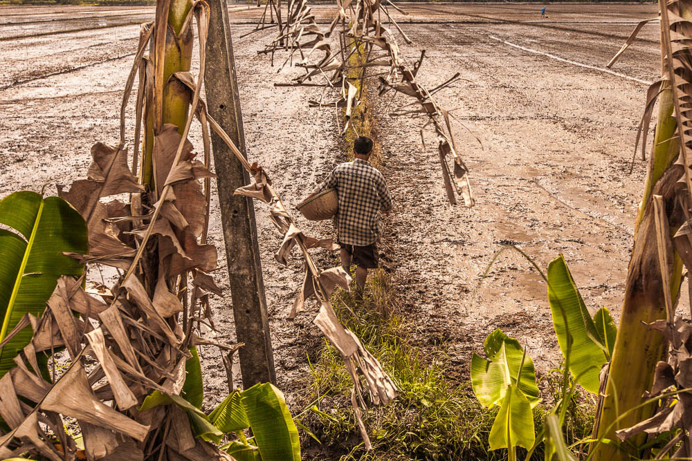 Rice Planting - Near Xe Quit - Vietnam