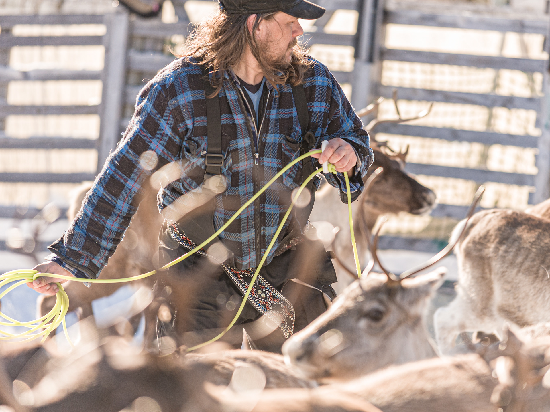 Capture, corralling and tagging prior to migration