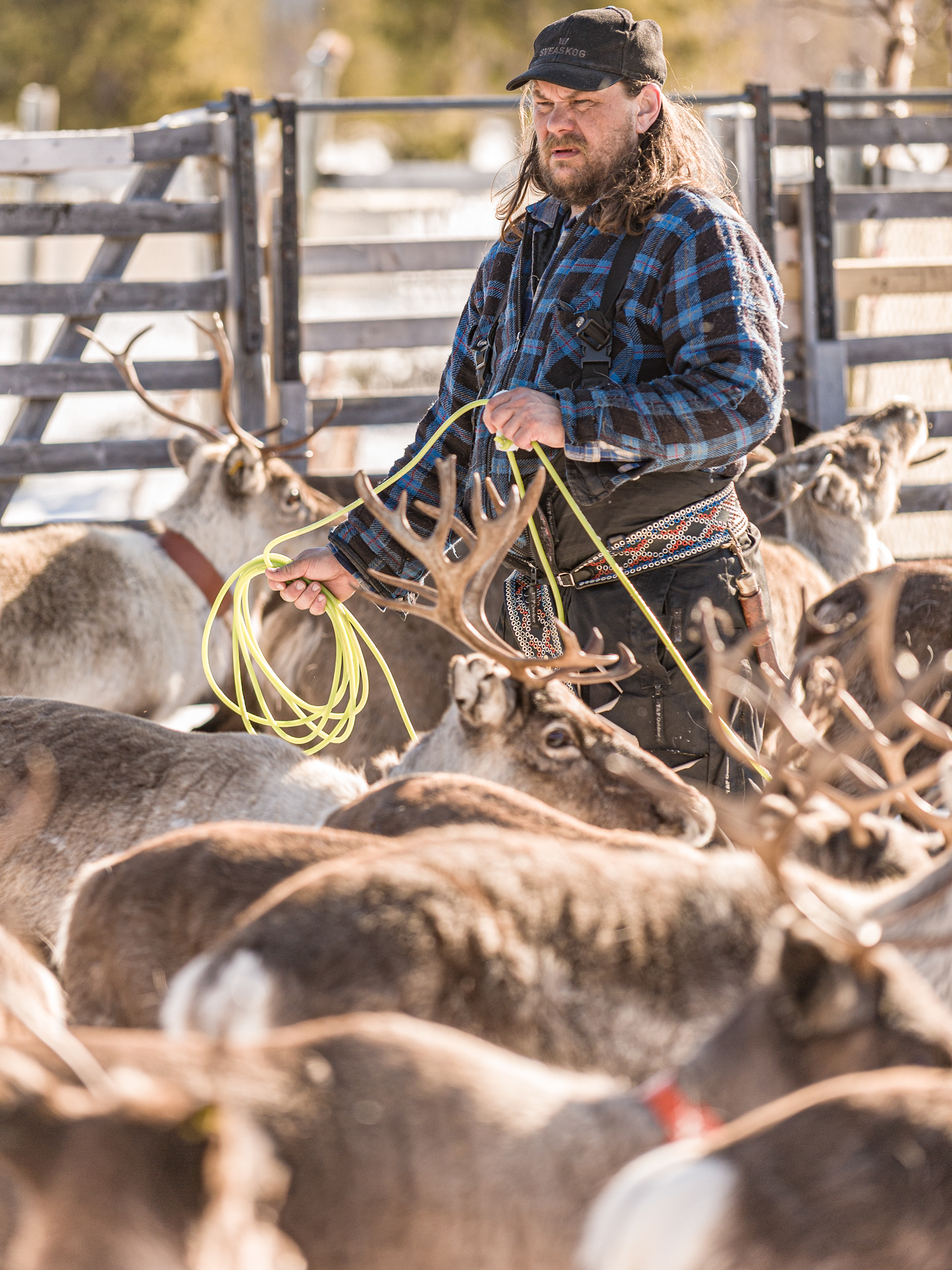 Prior to migration the reindeer are rounded up for tagging