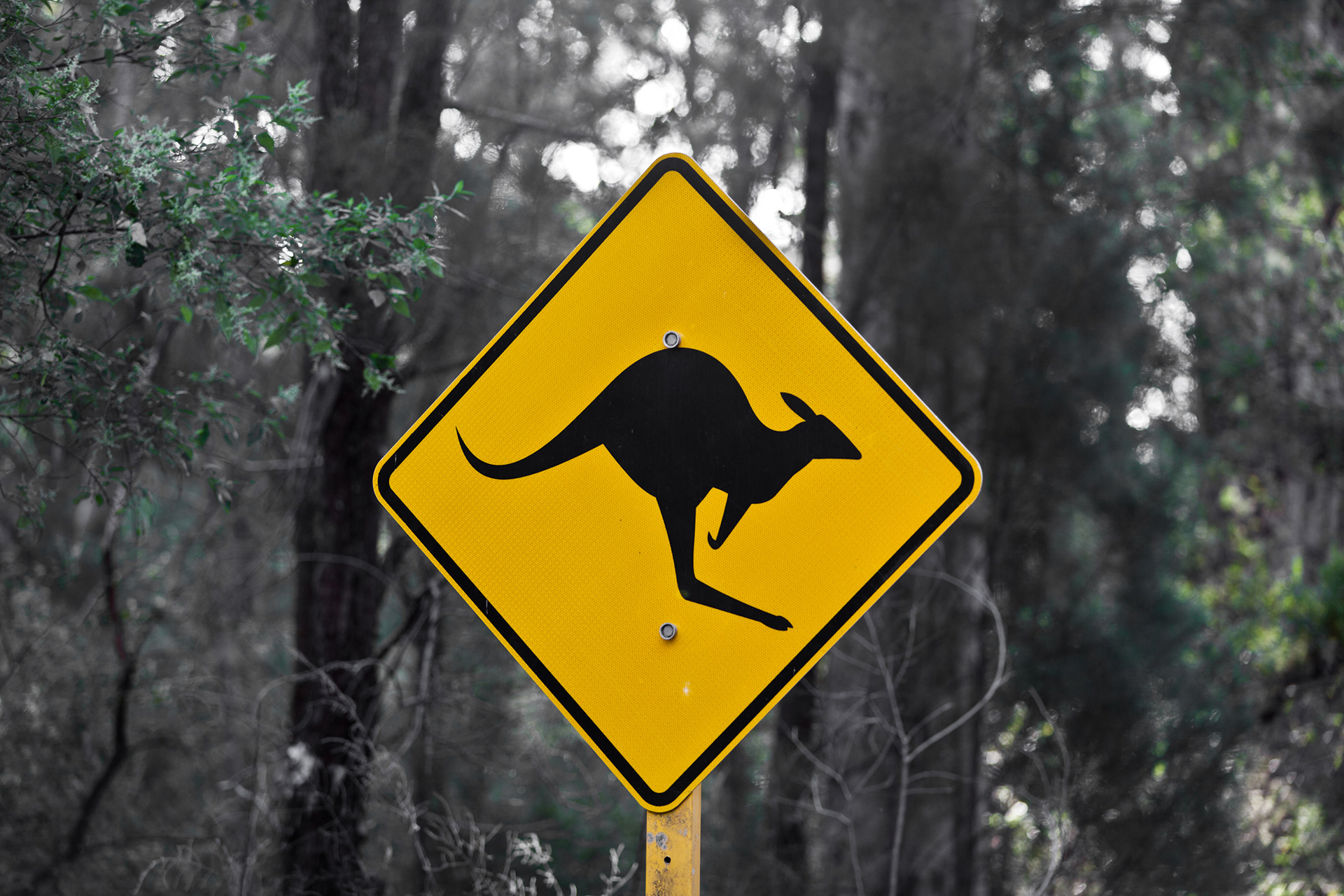 Kangaroo Road Sign, Karrup National Park, Pemberton