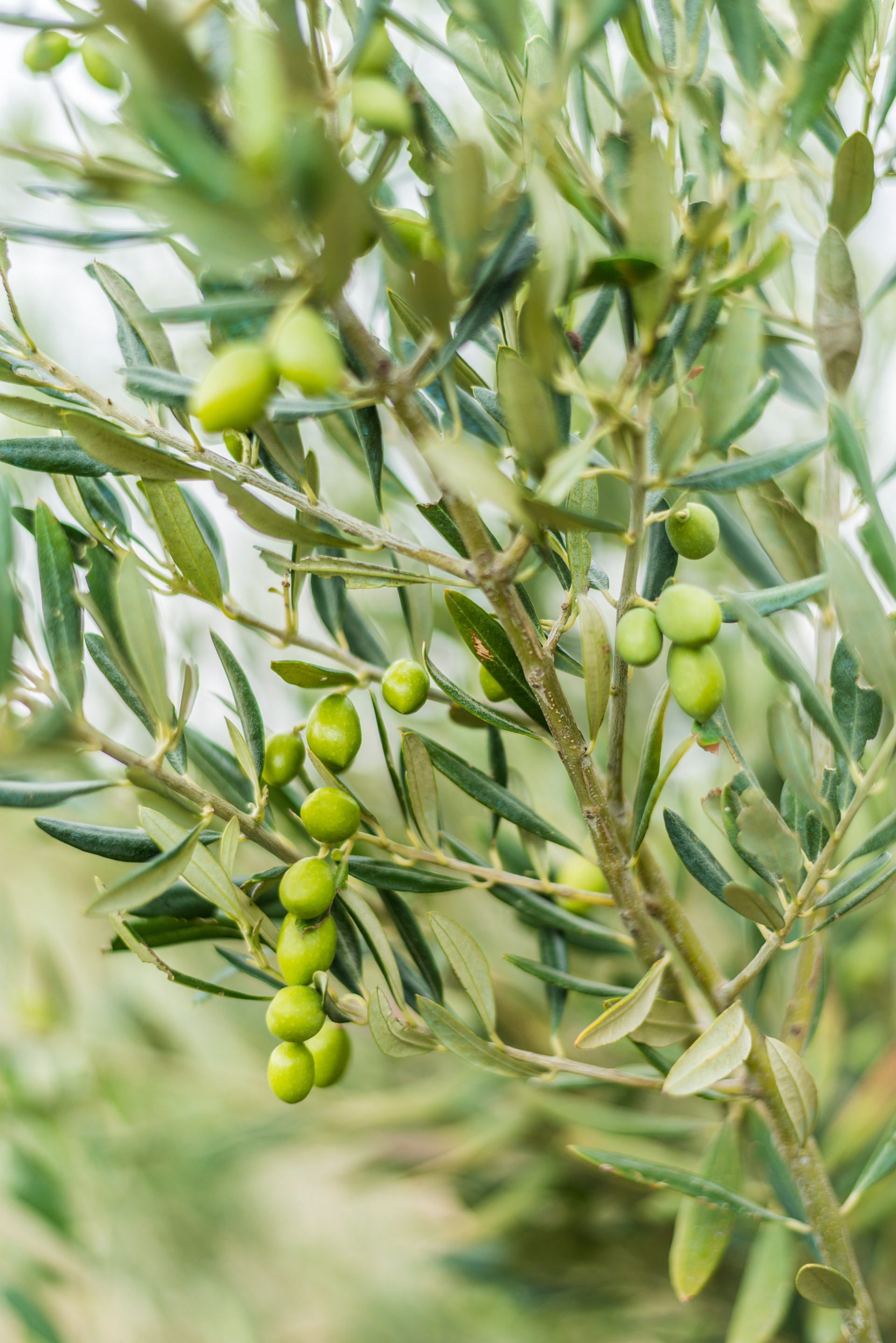 Olives on a young tree - Lácteos Martínez plantation