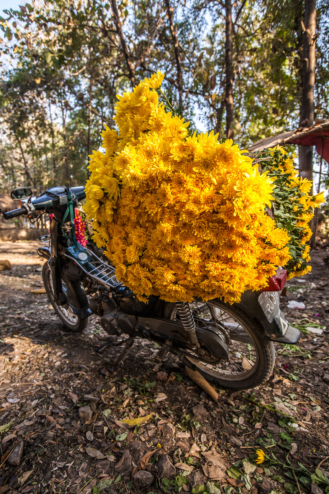 'How many chrysanthemums can you get on a motorbike? Well, how many have you got?' Early morning flower market, near Mandalay, Burma.