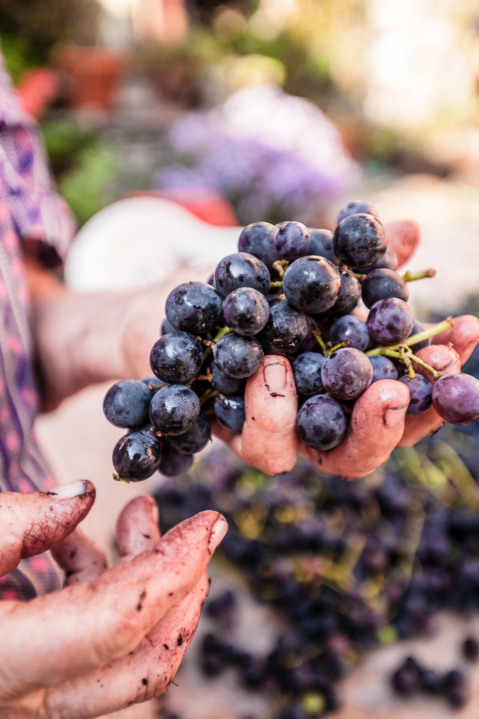 Locals pick and prepare home grown Americano Grapes (a Sweet Table Variety), to make the Local Grappa. Moghegno Village, Maggia Valley, Ticino