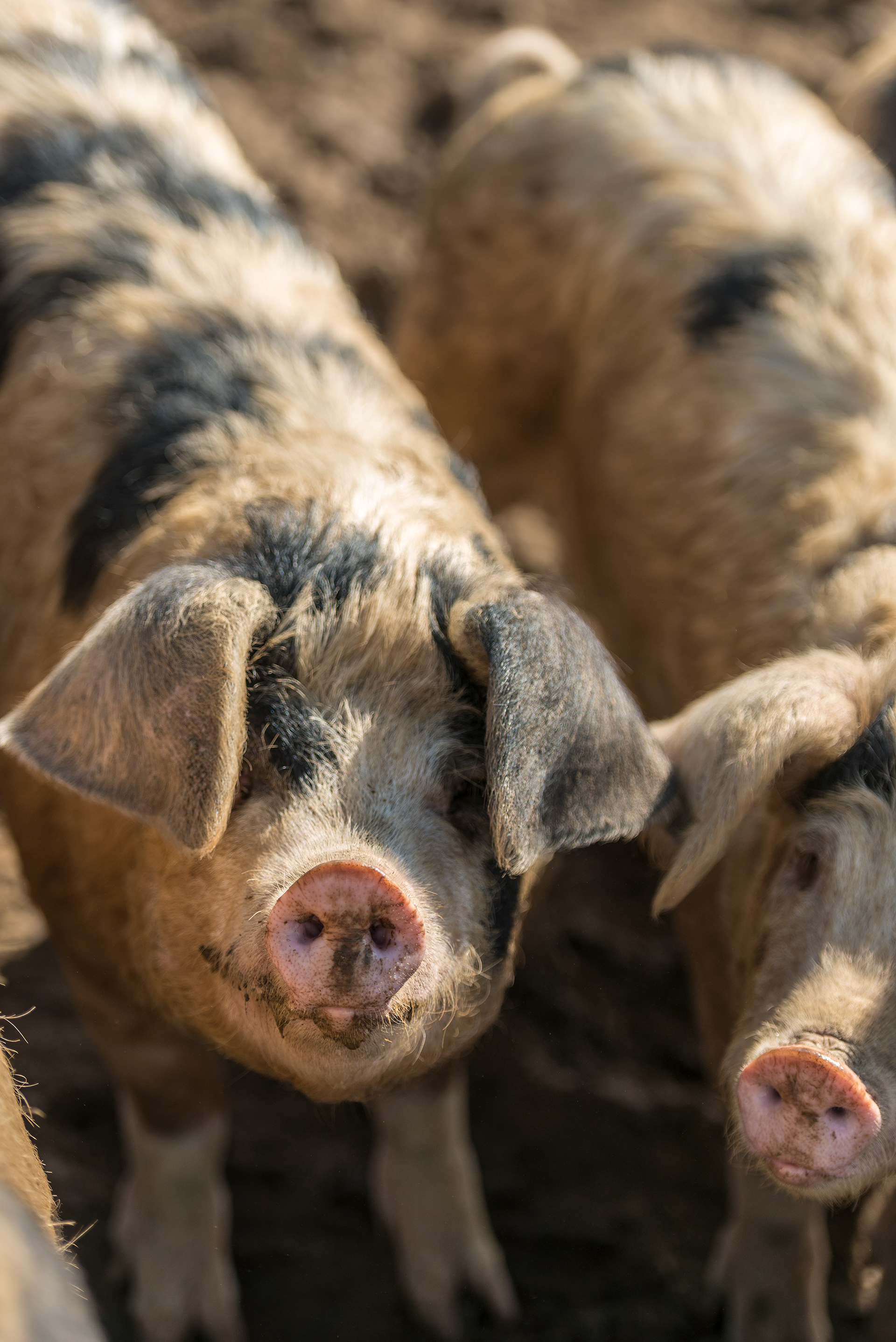 GloucesterOldSpotPigs