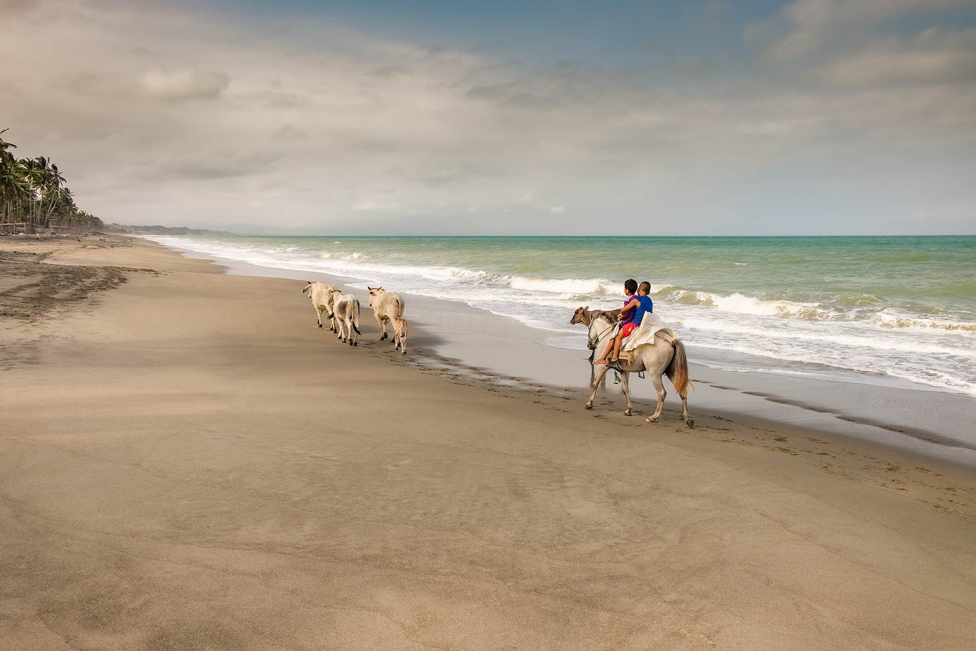 Walking the cows at Playa Cristal