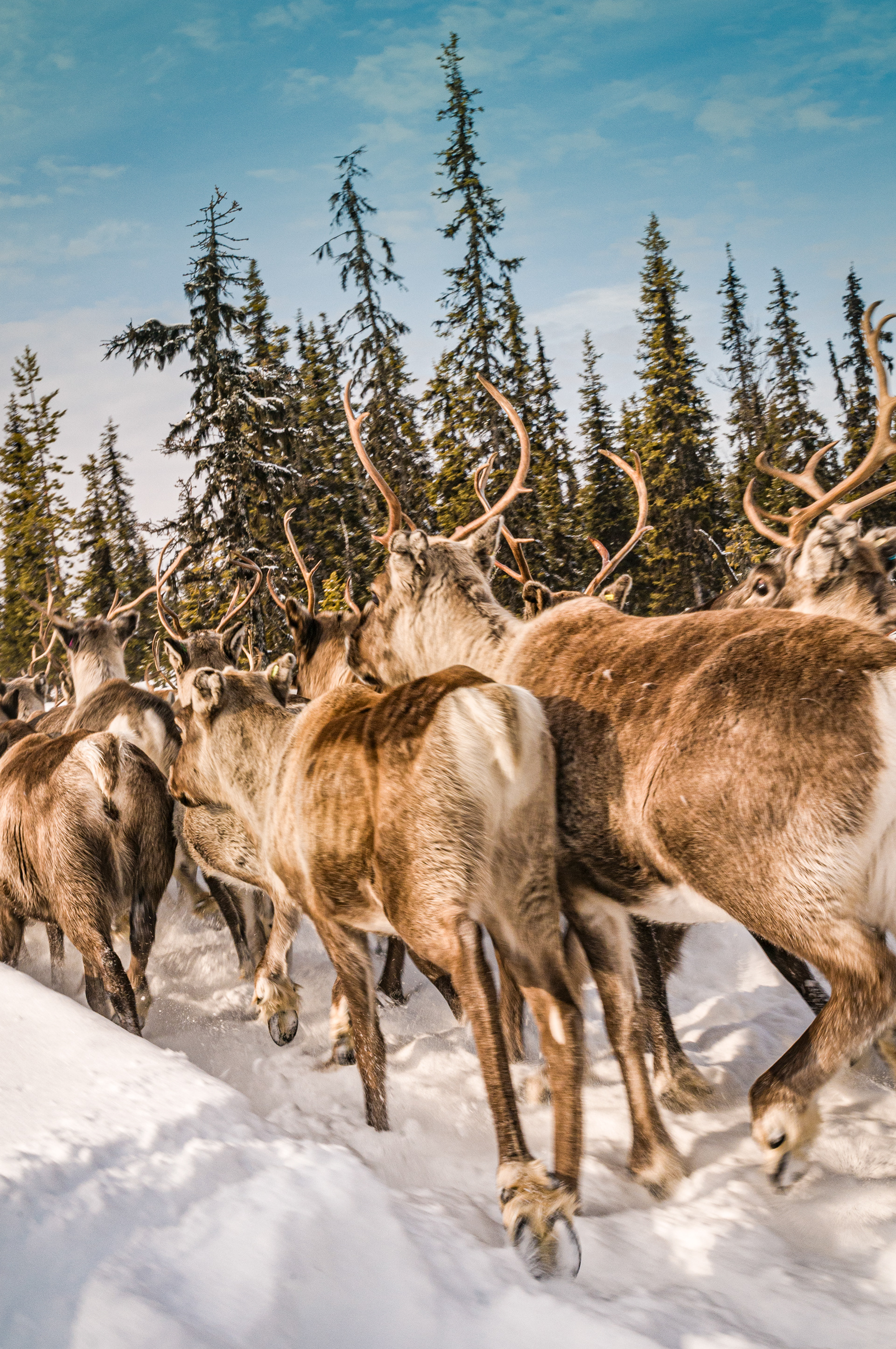 The migration begins, the reindeer in full flow