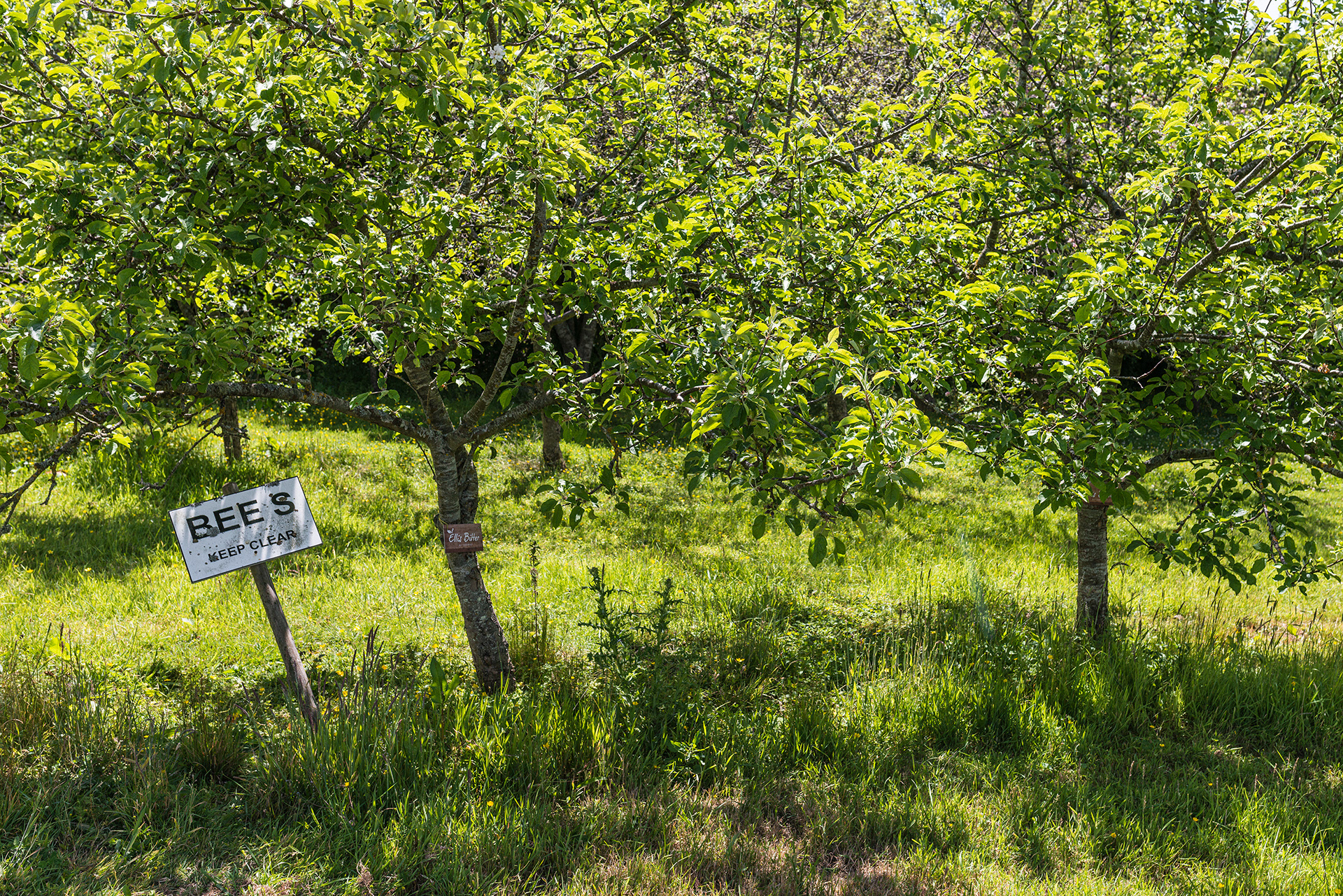 Torre Cider-Orchards