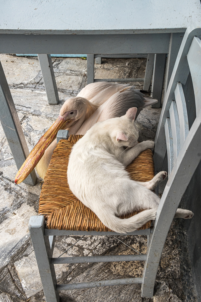 Cat's are an ever present feature of Tinos, the Pelican blew in on a storm and decided to stay at fisherman George Souranis popular Banga Fish Shop, Downtown Tinos