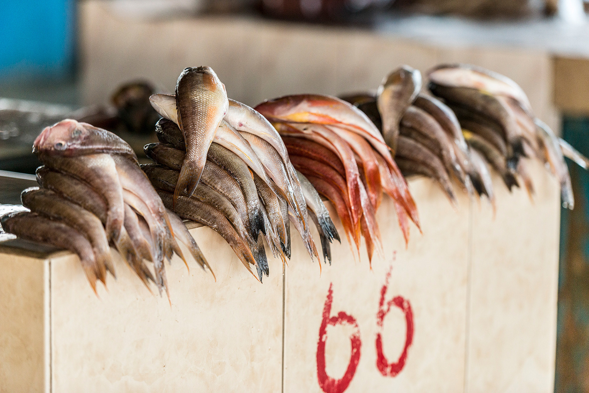Early Morning Dorade for sale at Manta Fish Market by the Beach