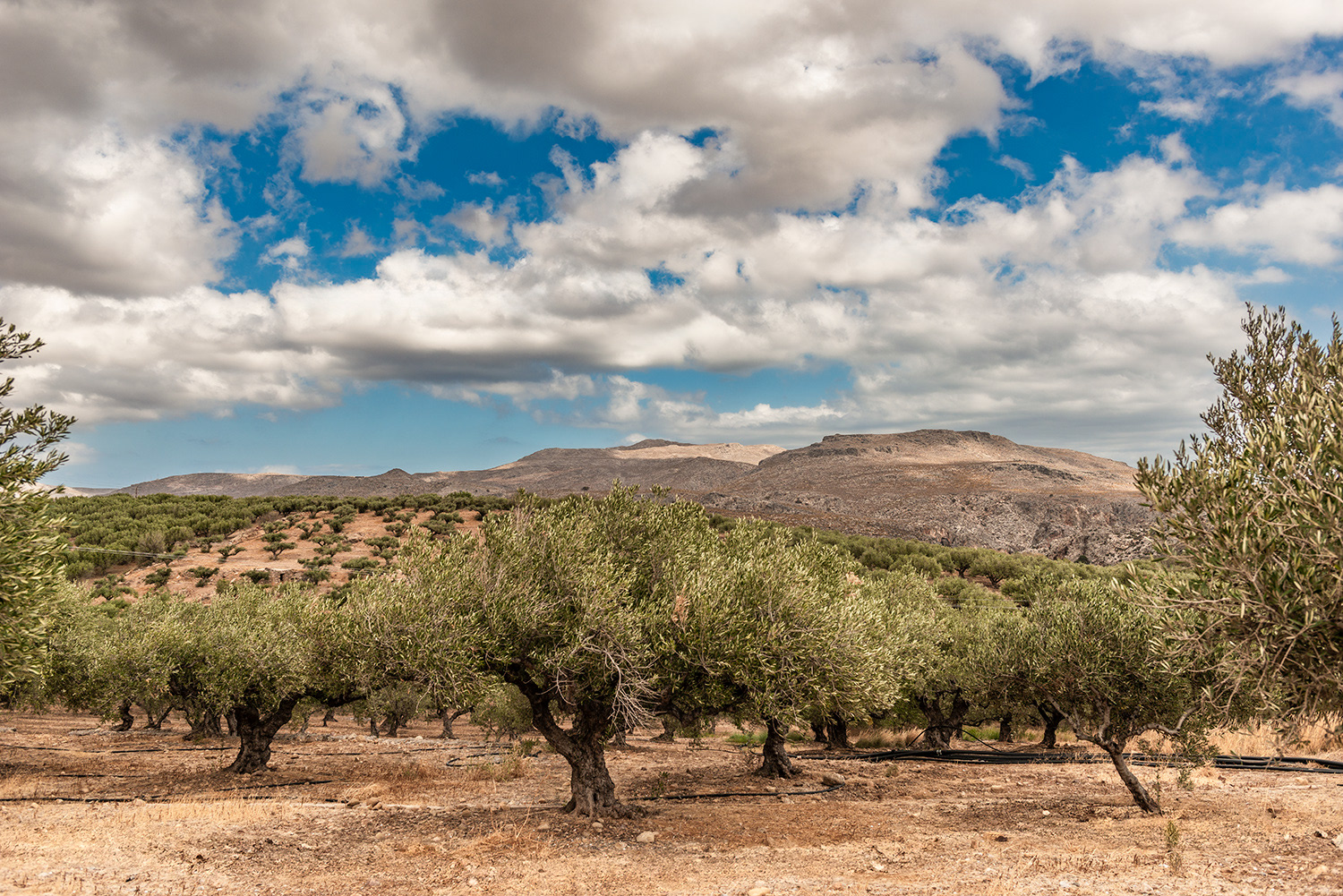 Taxidi Olive Farm - Zakros