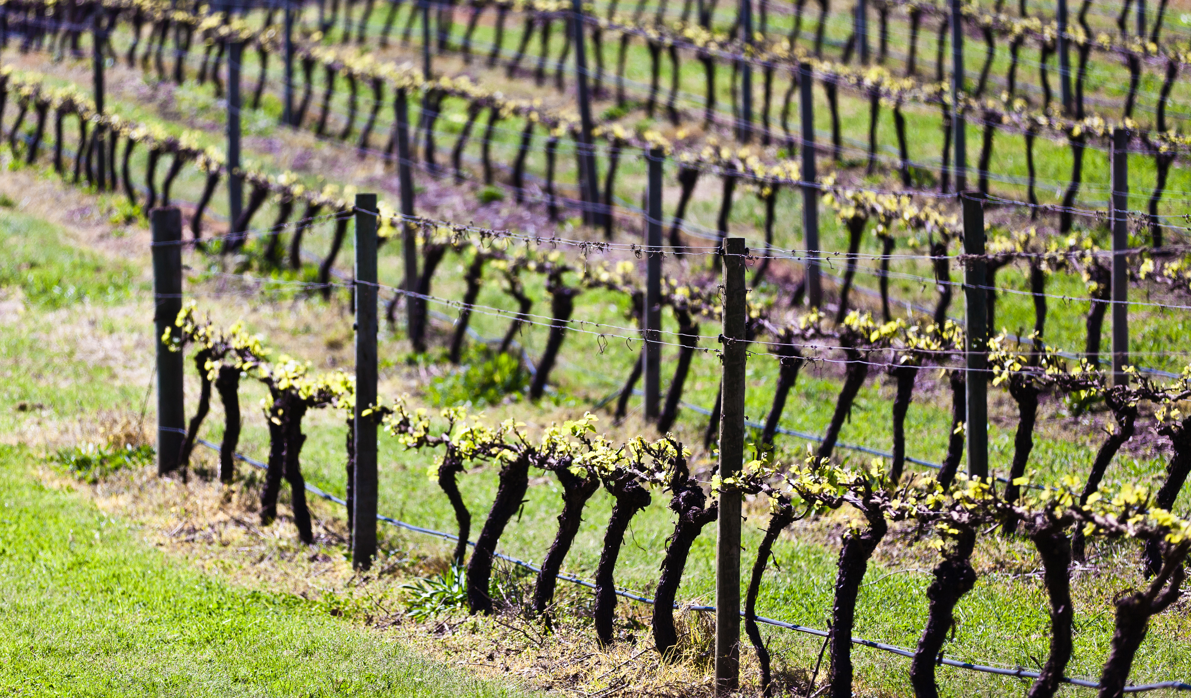 Vines at Rockcliffe Estate Winery, Denmark, WA