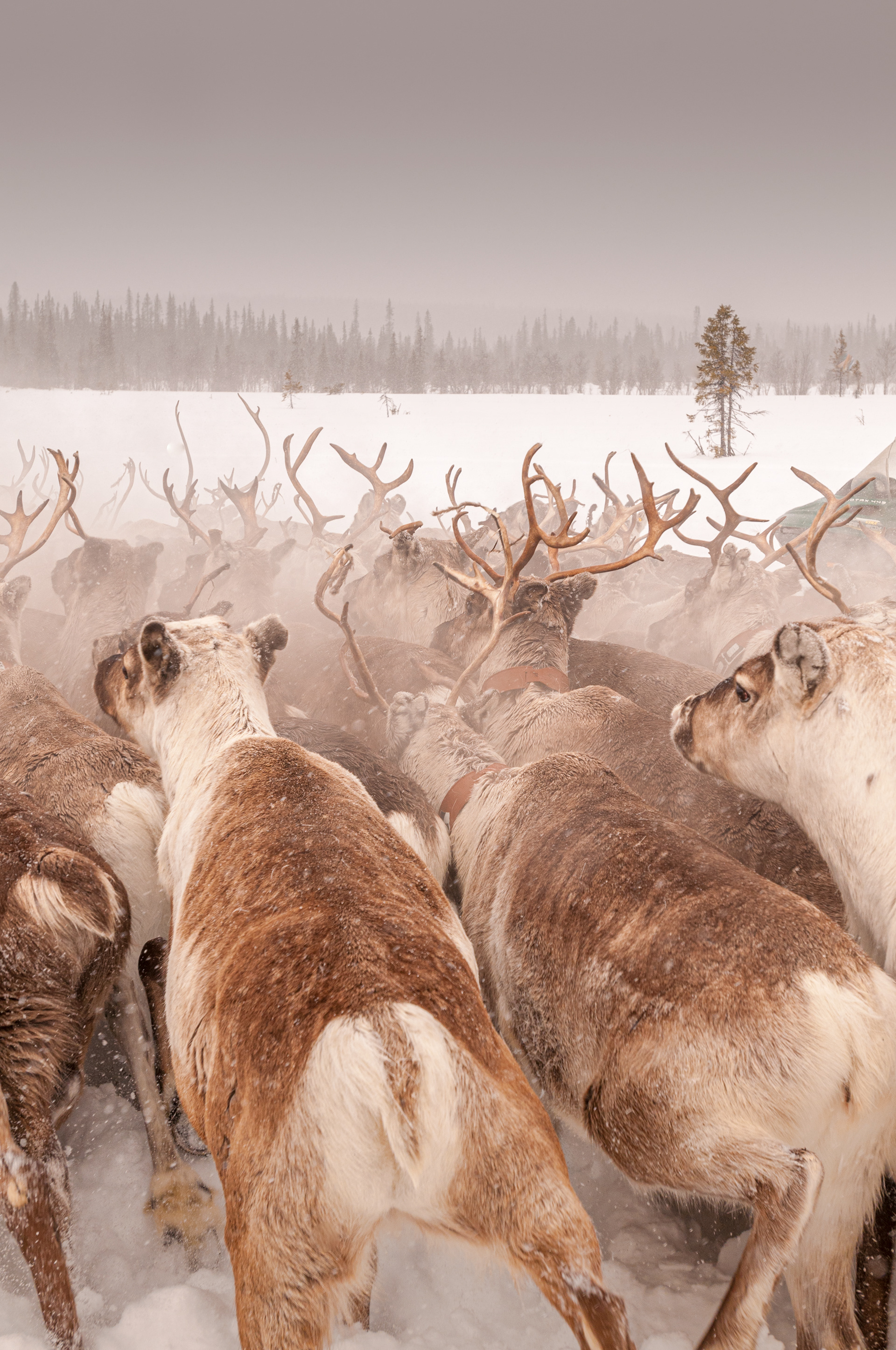 The weather takes a turn for the worst but the migration goes on