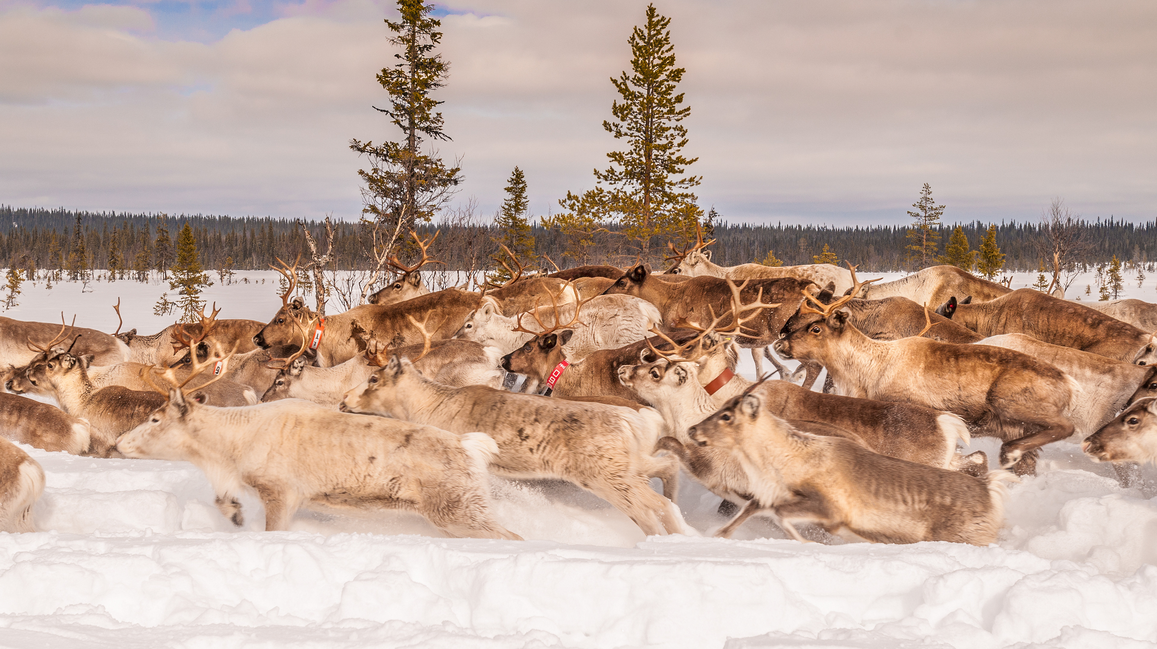 The migration begins, the reindeer in full flow