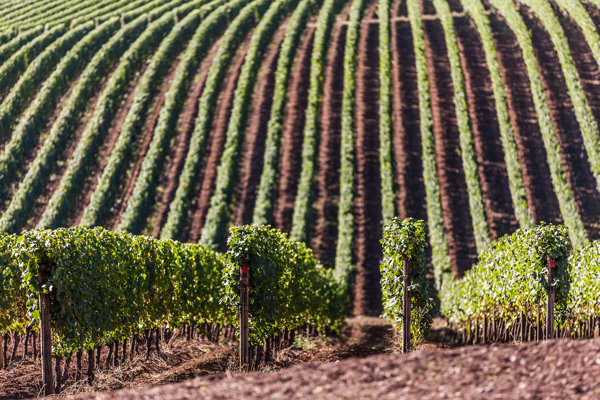 Vines at Sokol Blosser Winery, Oregon, USA.jpg