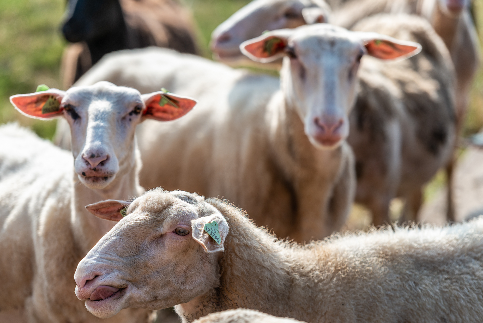 Conter Ruppert Farm & Cheese Producer - Red Rock region (South Luxembourg)