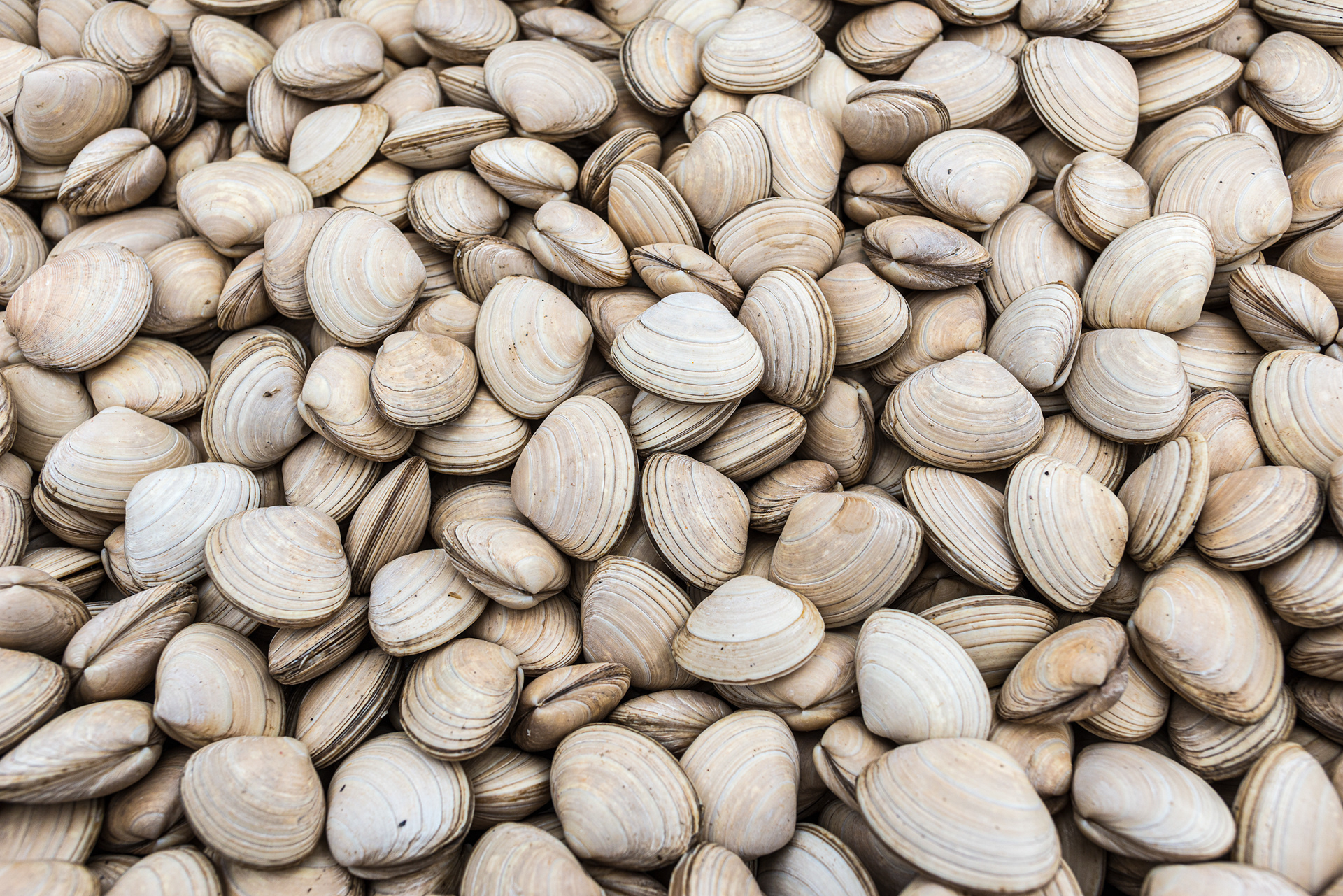Clams - Killary Fjord Shellfish - Connemara
