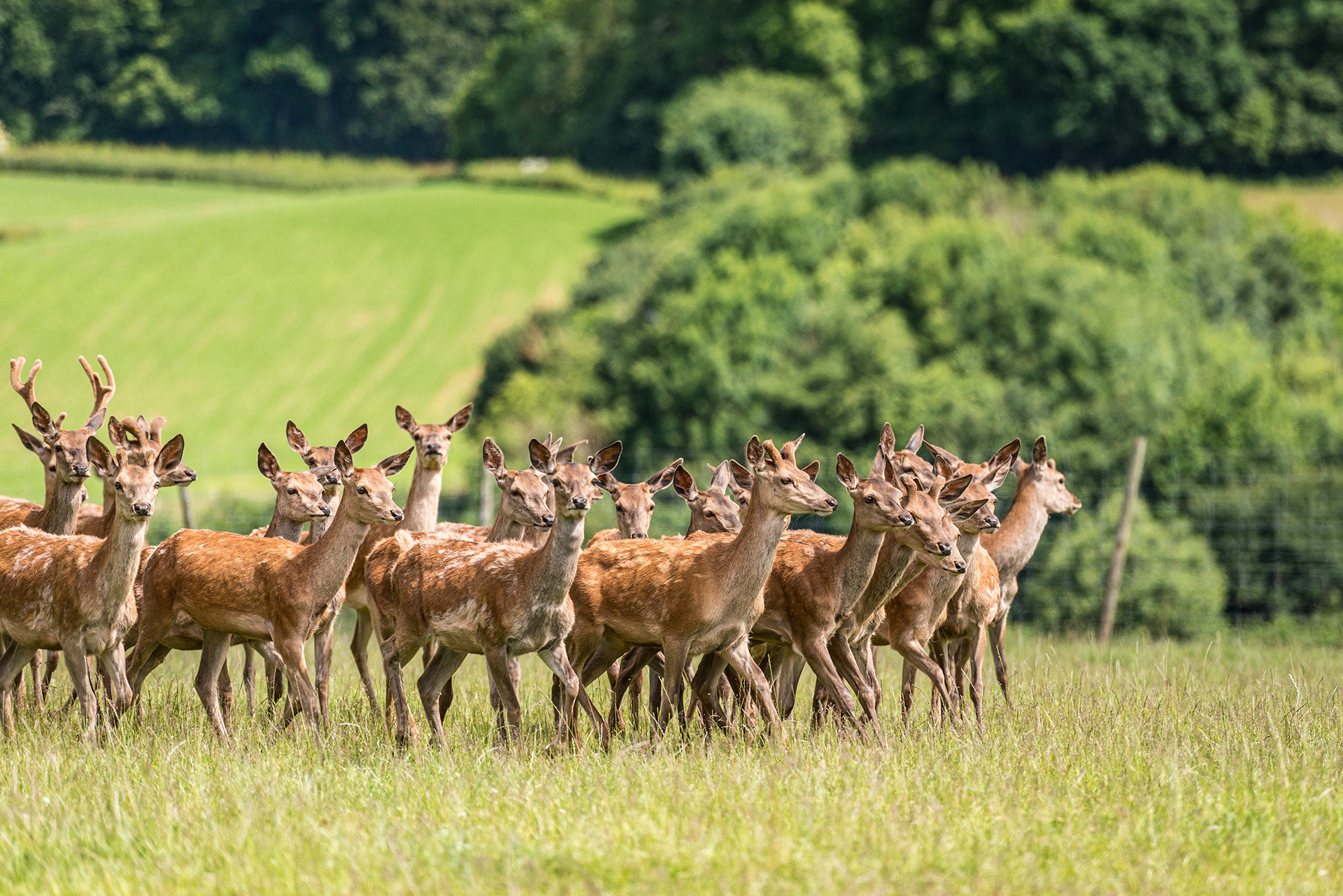 Peter Hurman's deer herd at Somerset Venison, Fitzhead