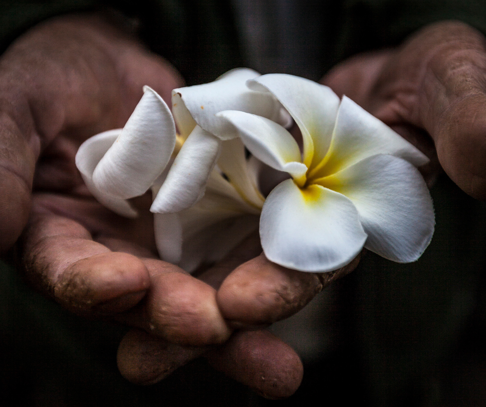 Frangipani - Kuhananokor (10th Century Khmer Temple) - Cambodia.