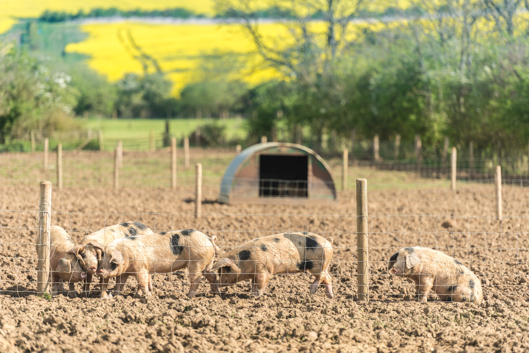 GloucesterOldSpotPigs