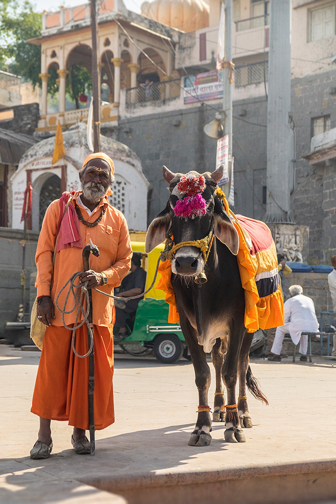 Holy man - Sacred Cow, Ujjain