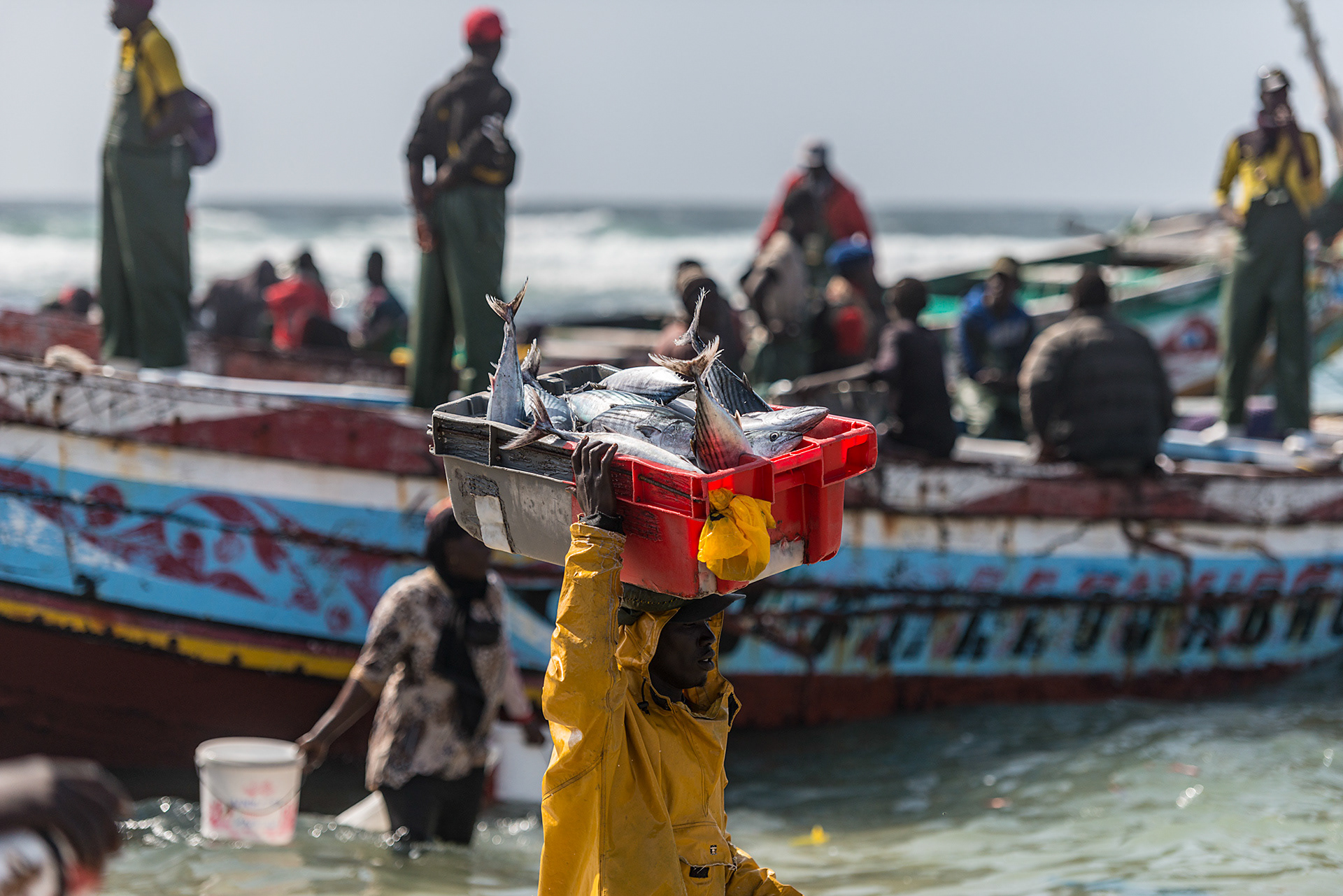 All of the fish are unloaded by hand from the Pirogues, traditional fishing boats at a beach in Yoff district of Dakar