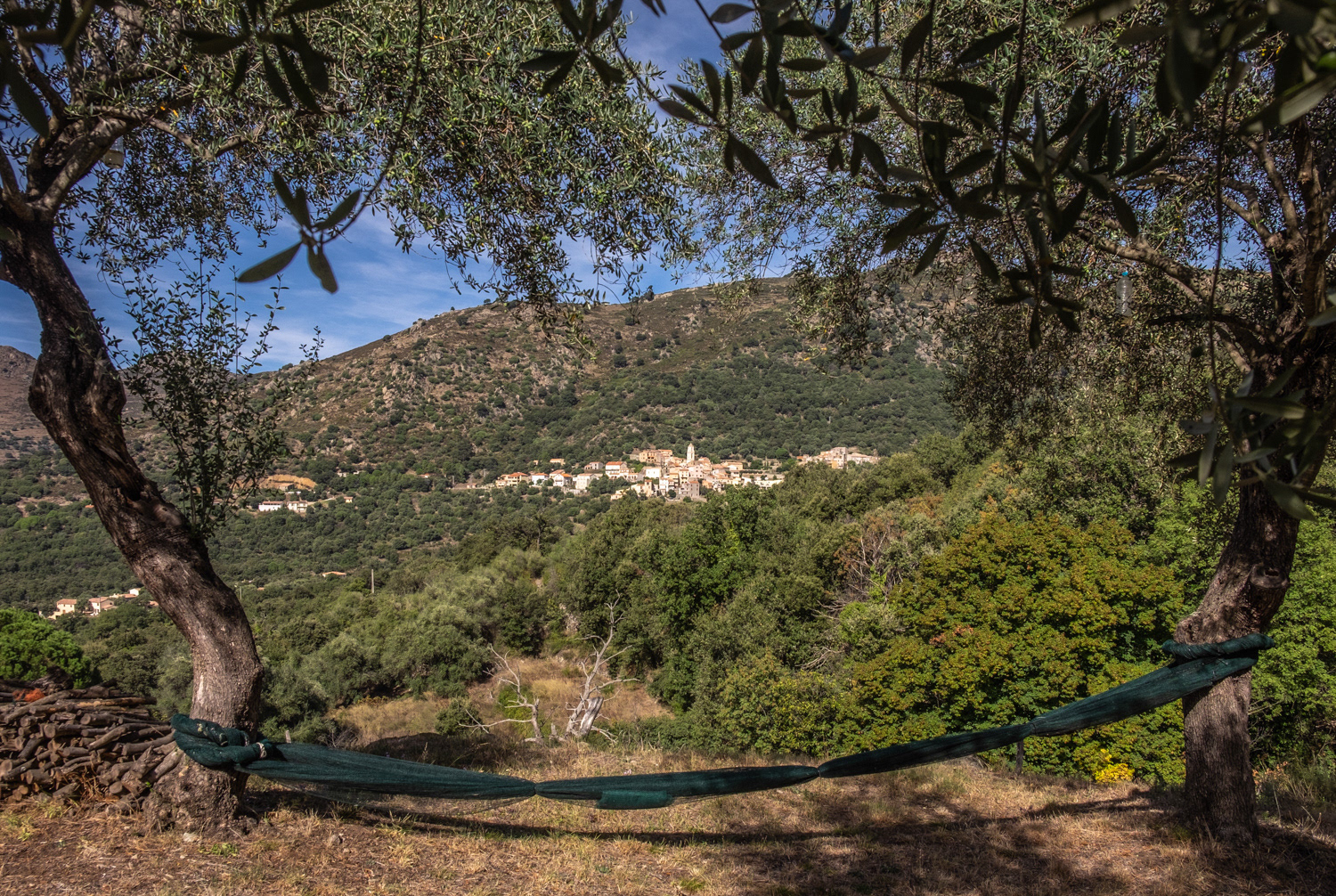 Zilia Village through the Olive Trees at Huile d' Olive, the Nets are for collecting the Olives which fall when ripe. Harvest is therefor only every two years as he will not harvest unripe fruit