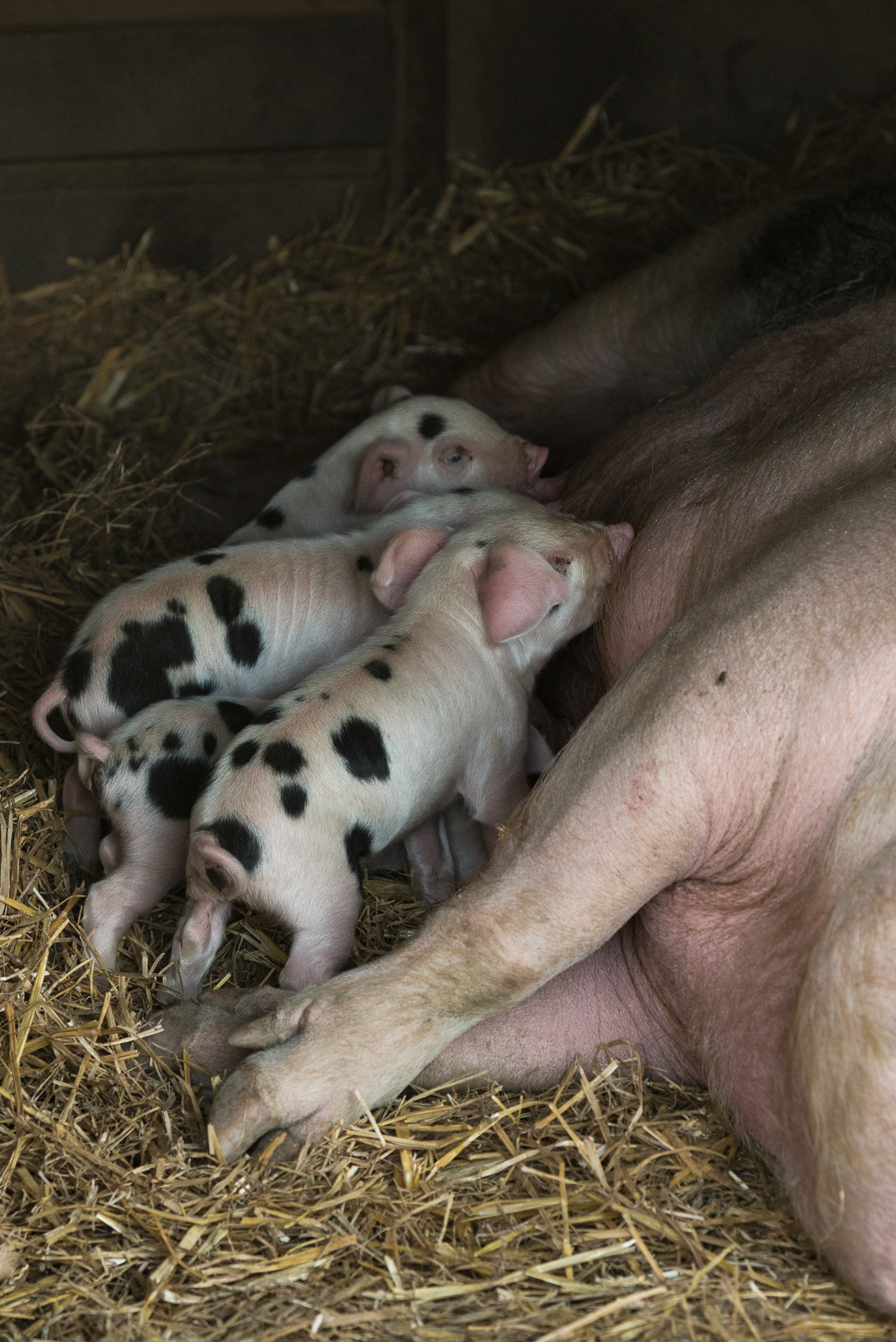 GloucesterOldSpotPigs
