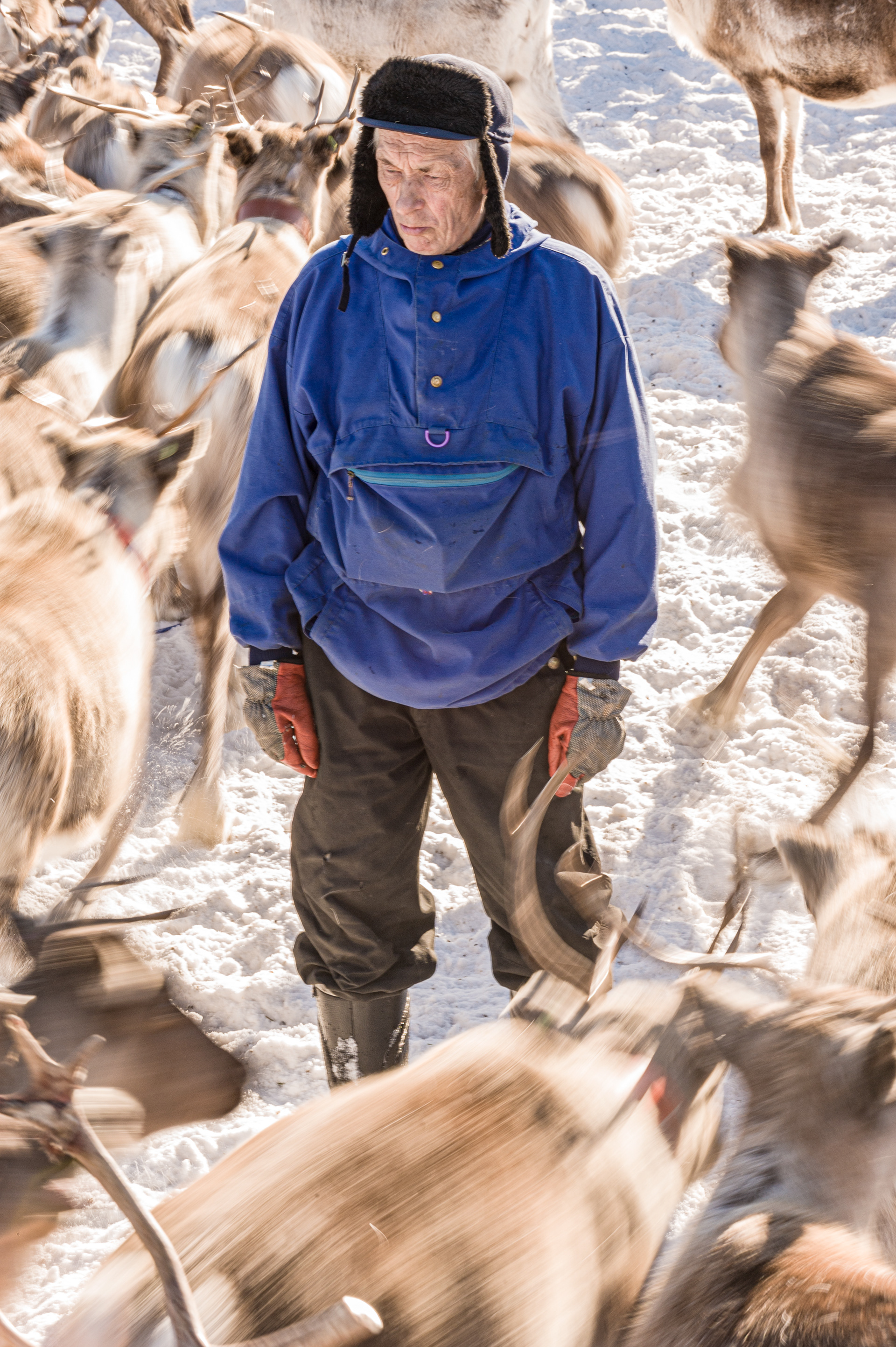Prior to migration the reindeer are rounded up for tagging