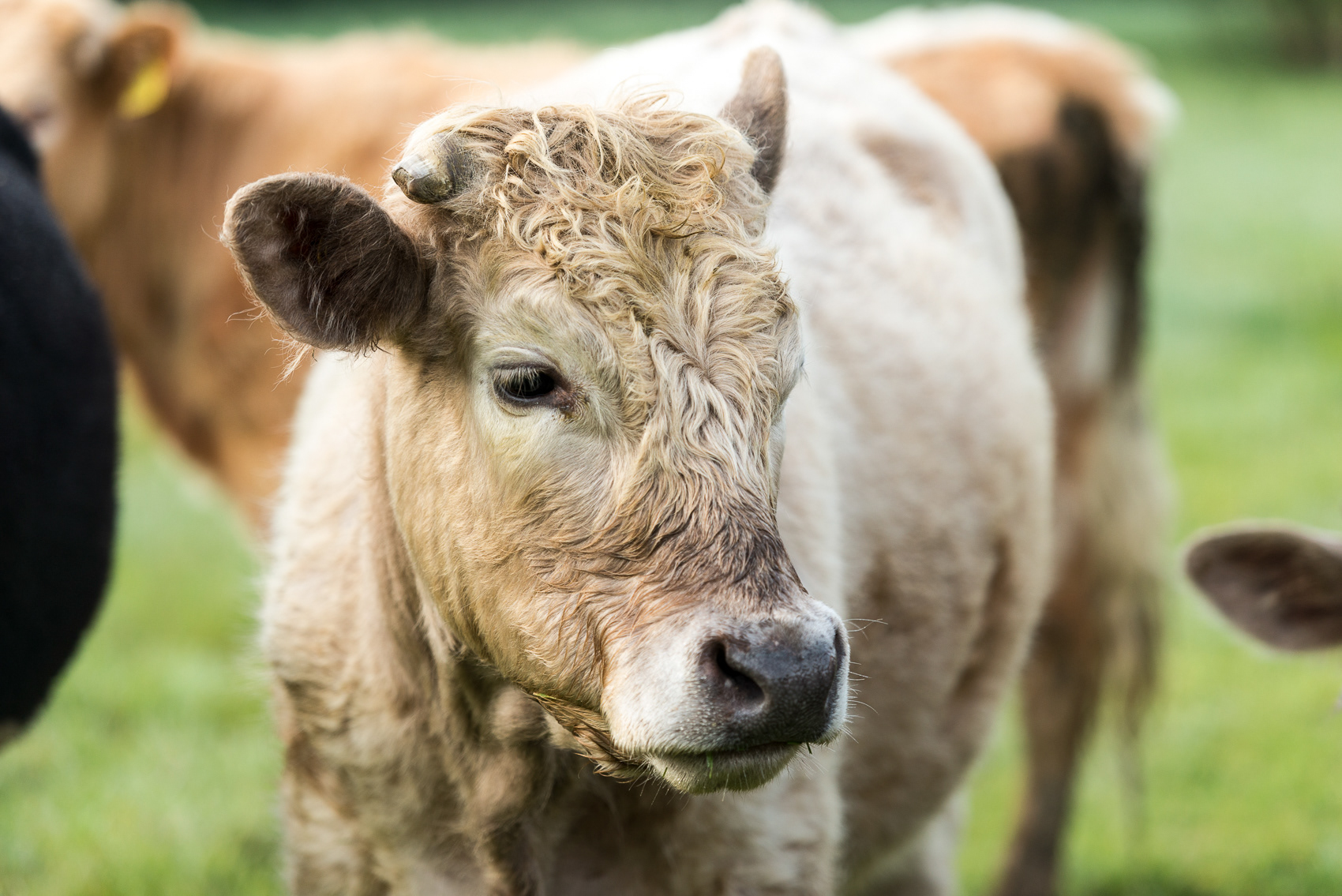Tim with his prize heifers