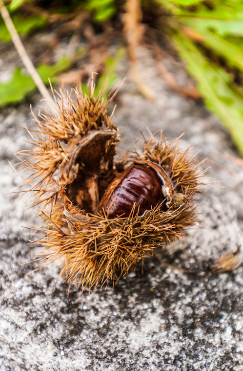 The Humble Chestnut is in fact one of natures super foods. It is said that in ancient times a chestnut tree was planted every time a child was born, in that way nobody would ever starve