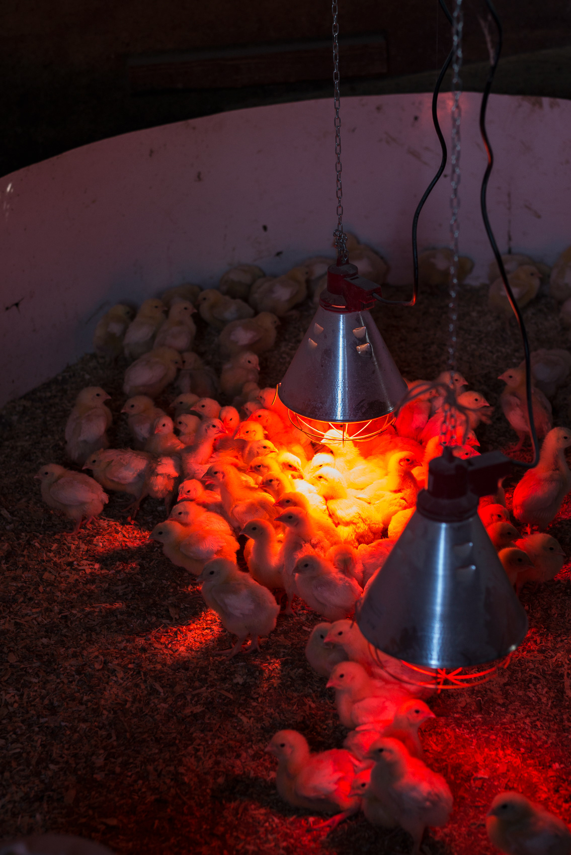 Tim with his chickens