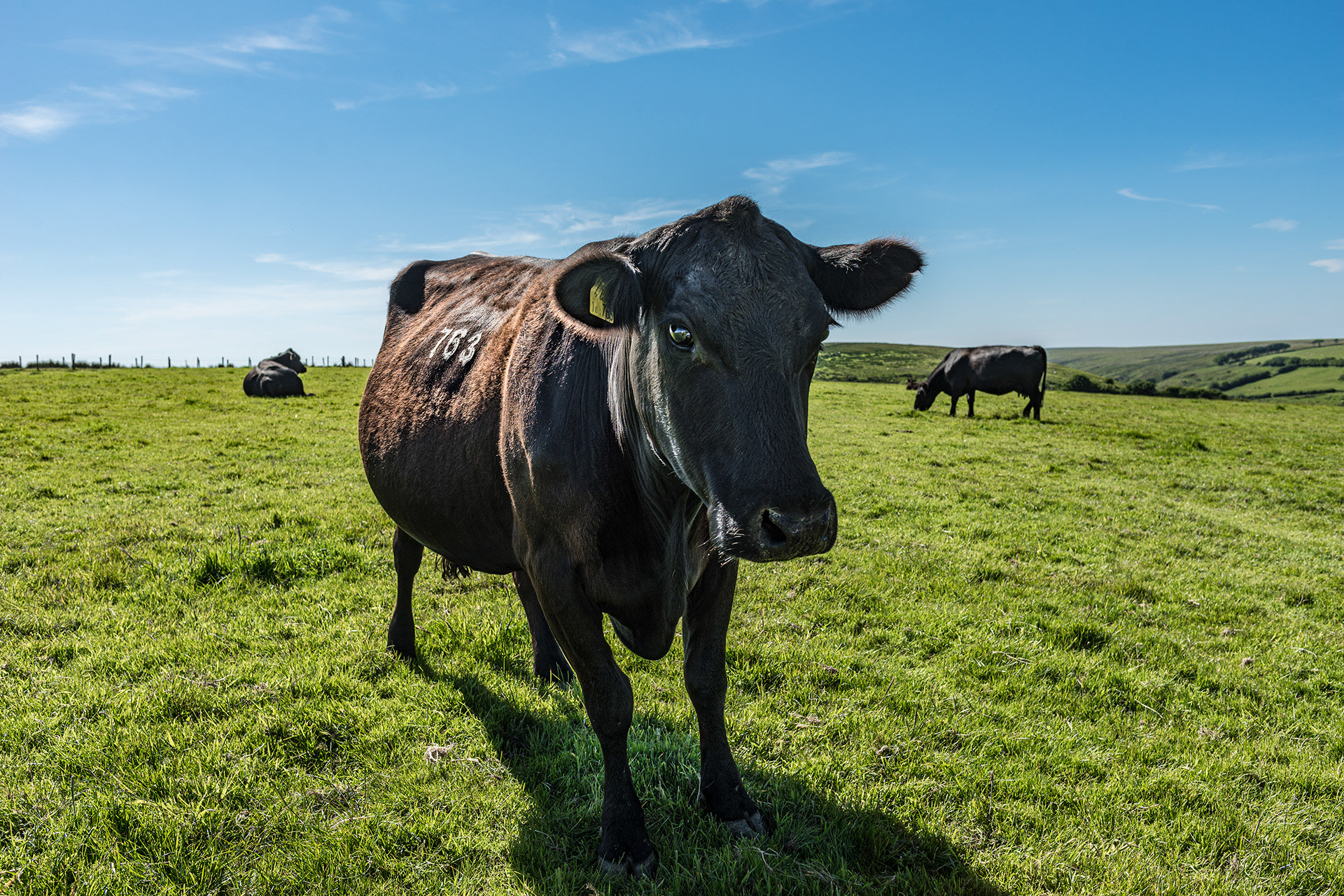 Aberdeen Angus Cow on the high pasture on Exmoor. Westermill farm, Exford, Exmoor