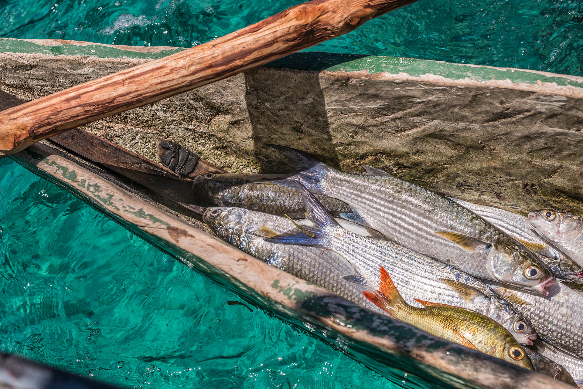Catch of the day is mostly Mullet. James fishing in Duke of York Bay in his outrigger canoe, Kokopo, East New Britain